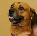 Cole, Adoptable, Senior Male Black Mouth Cur.