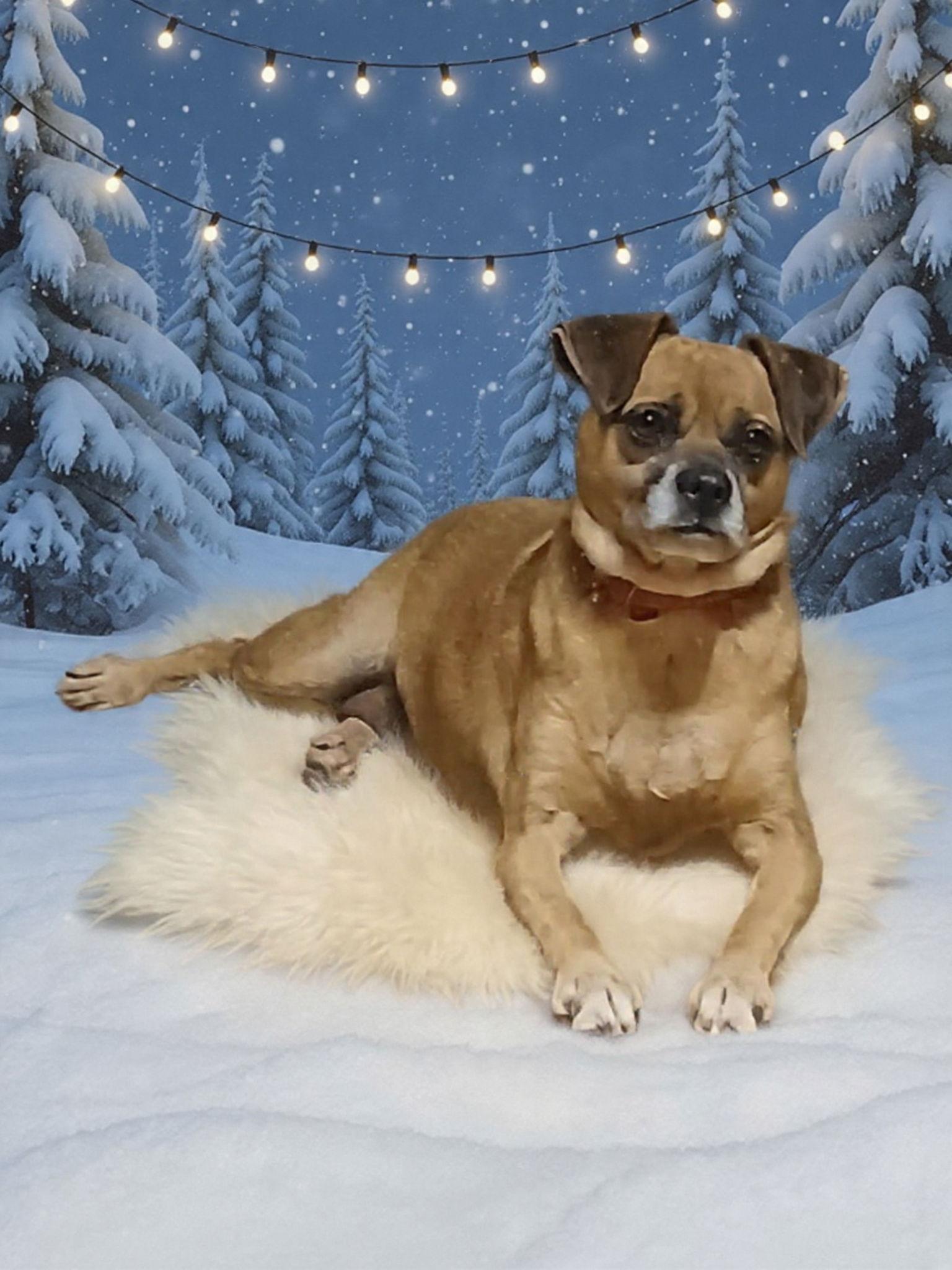 Molly, Adoptable, Young Female Pug & Beagle.