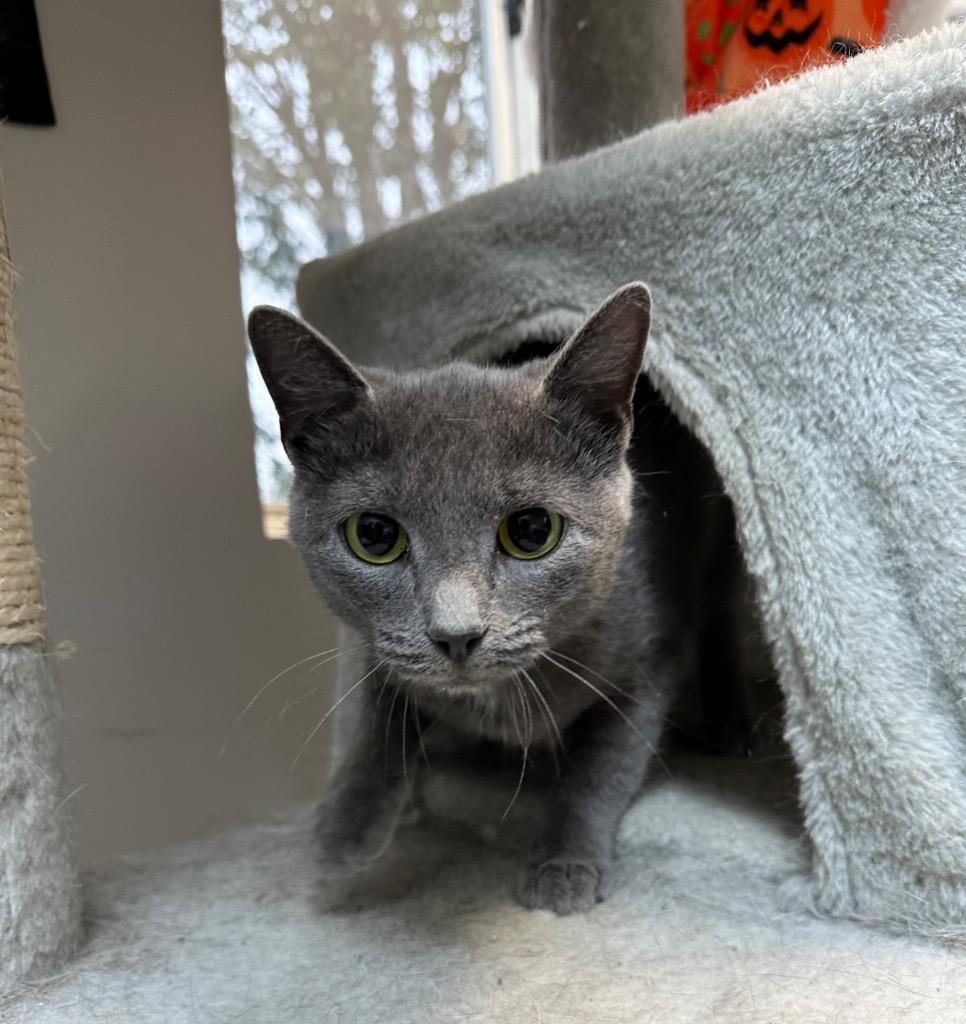 Torvi, Adoptable, Adult Female Domestic Short Hair.