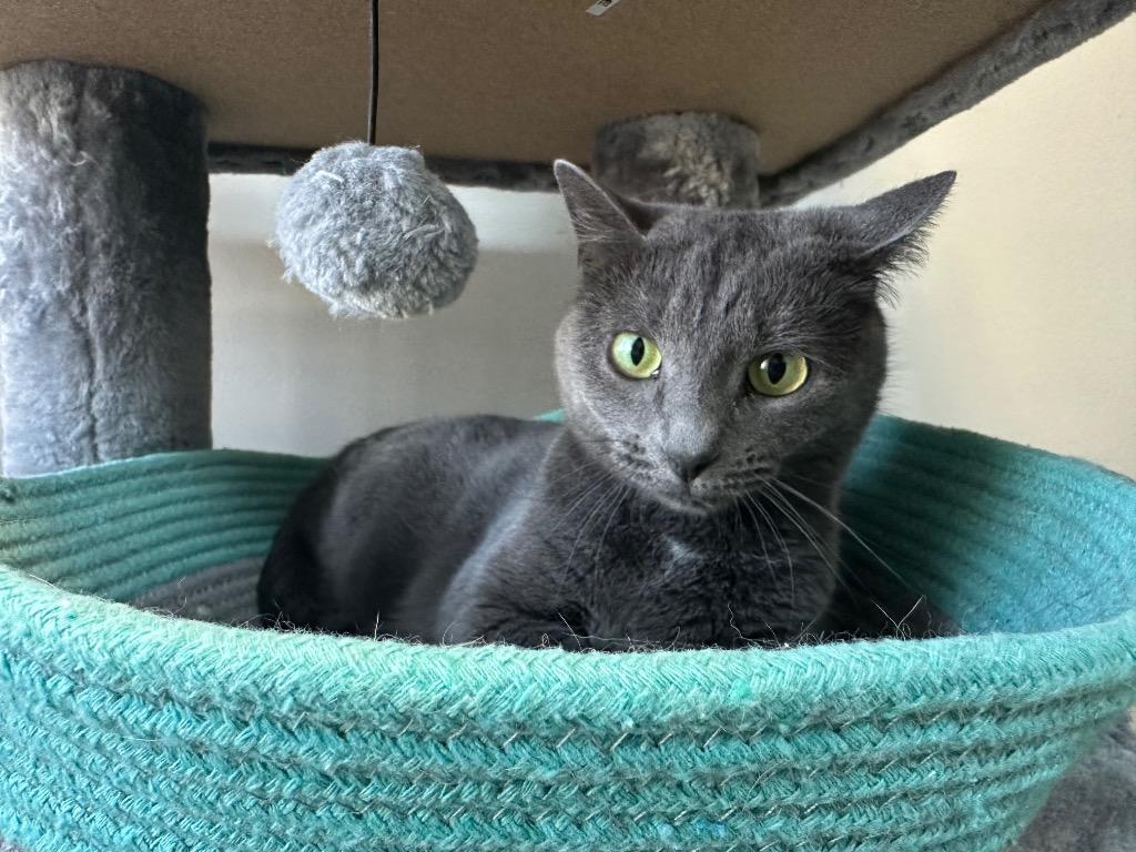 Enlarge Torvi, a Adoptable mixed breed in Jonesboro, AR image 2/4