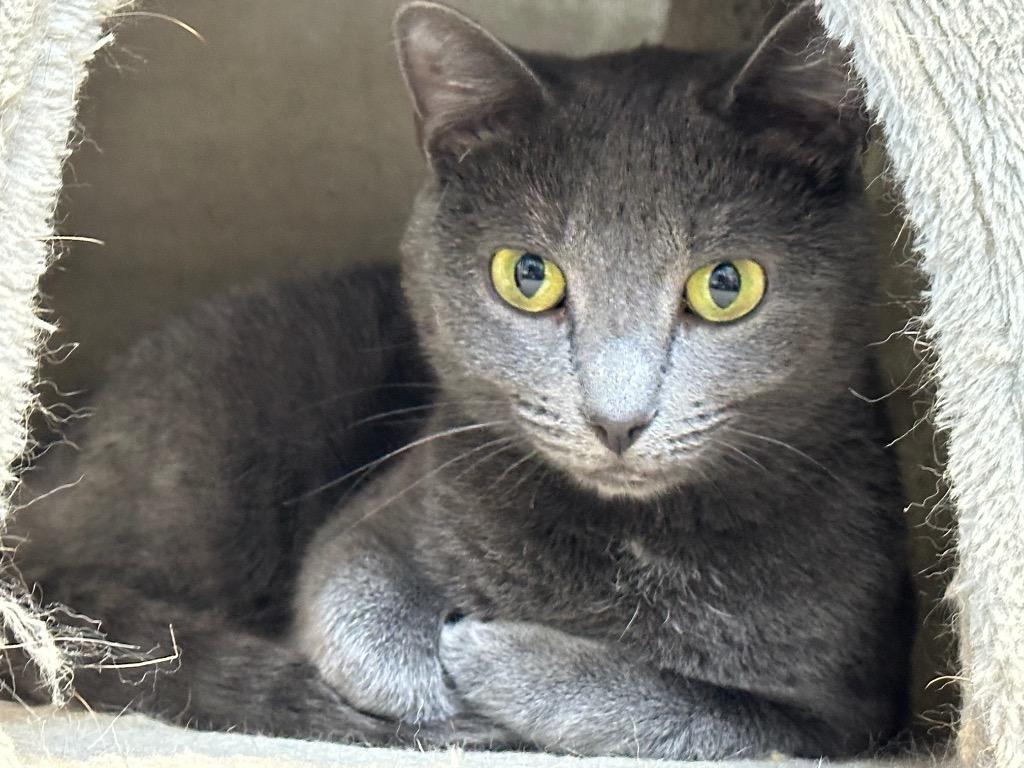 Enlarge Torvi, a Adoptable mixed breed in Jonesboro, AR image 2/3