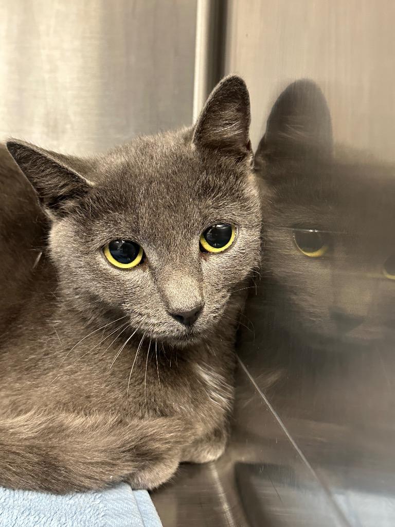 Enlarge Torvi, a Adoptable mixed breed in Jonesboro, AR image 3/3
