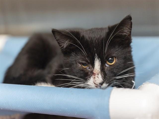 JERRY, Adoptable, Kitten Male Domestic Short Hair.