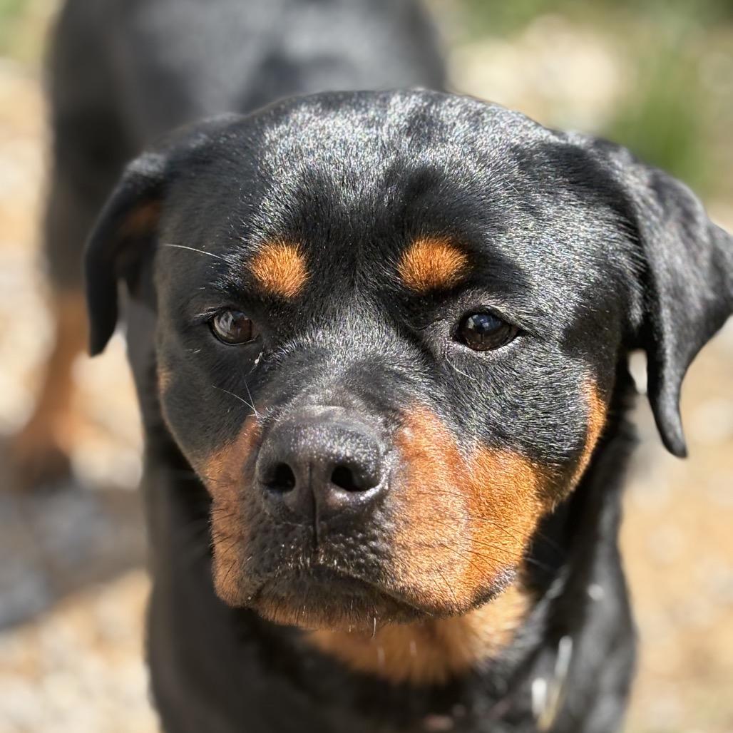 Piper Rae (Boo), Adoptable, Adult Female Rottweiler.