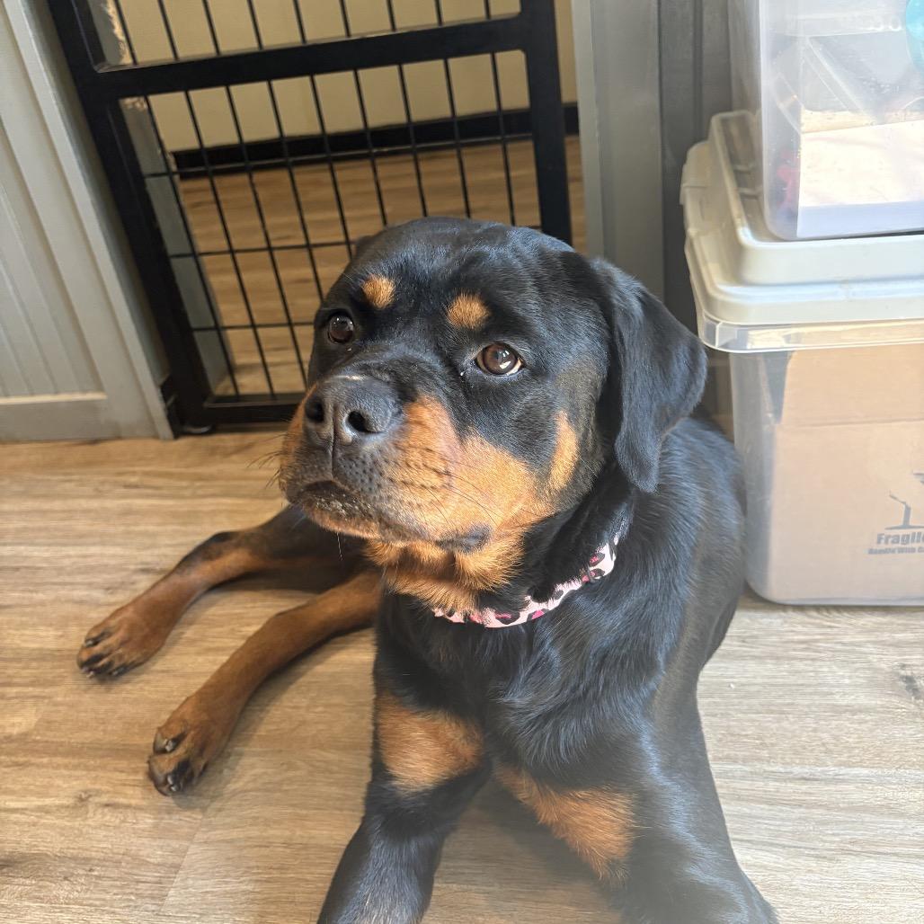 Enlarge Piper Rae (Boo), a Adoptable Rottweiler in Sinking Spring, PA image 1/3