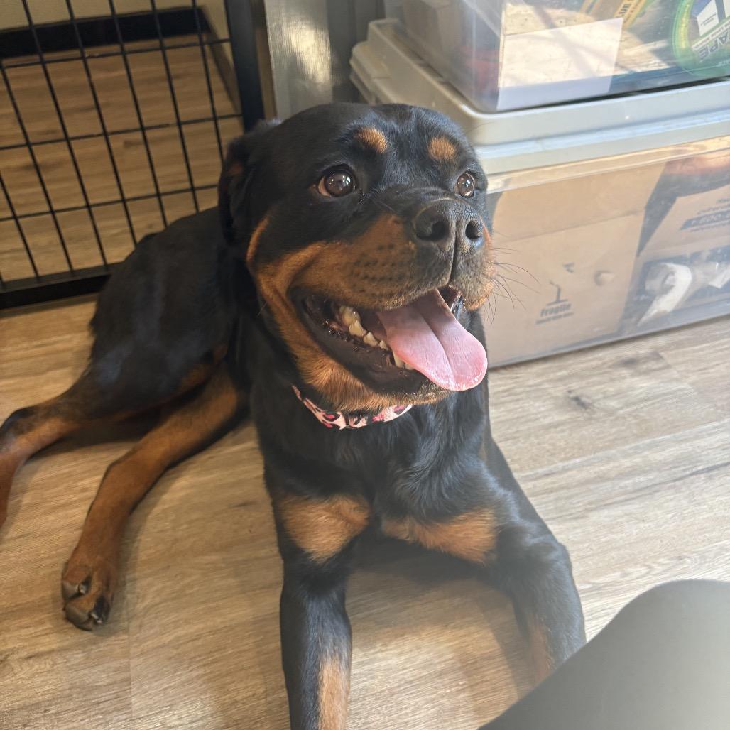 Enlarge Piper Rae (Boo), a Adoptable Rottweiler in Sinking Spring, PA image 2/3
