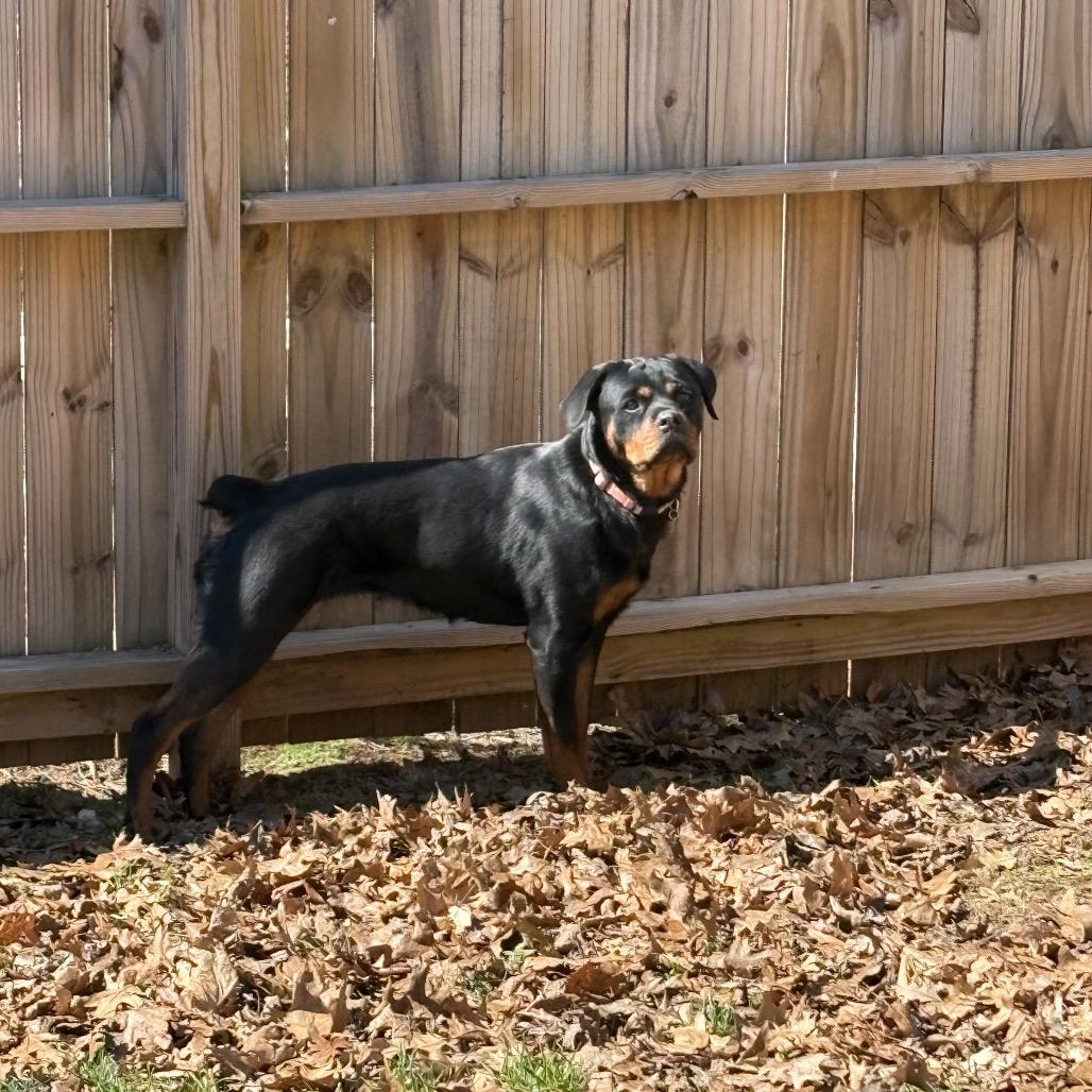 Enlarge Piper Rae (Boo), a Adoptable Rottweiler in Sinking Spring, PA image 3/3