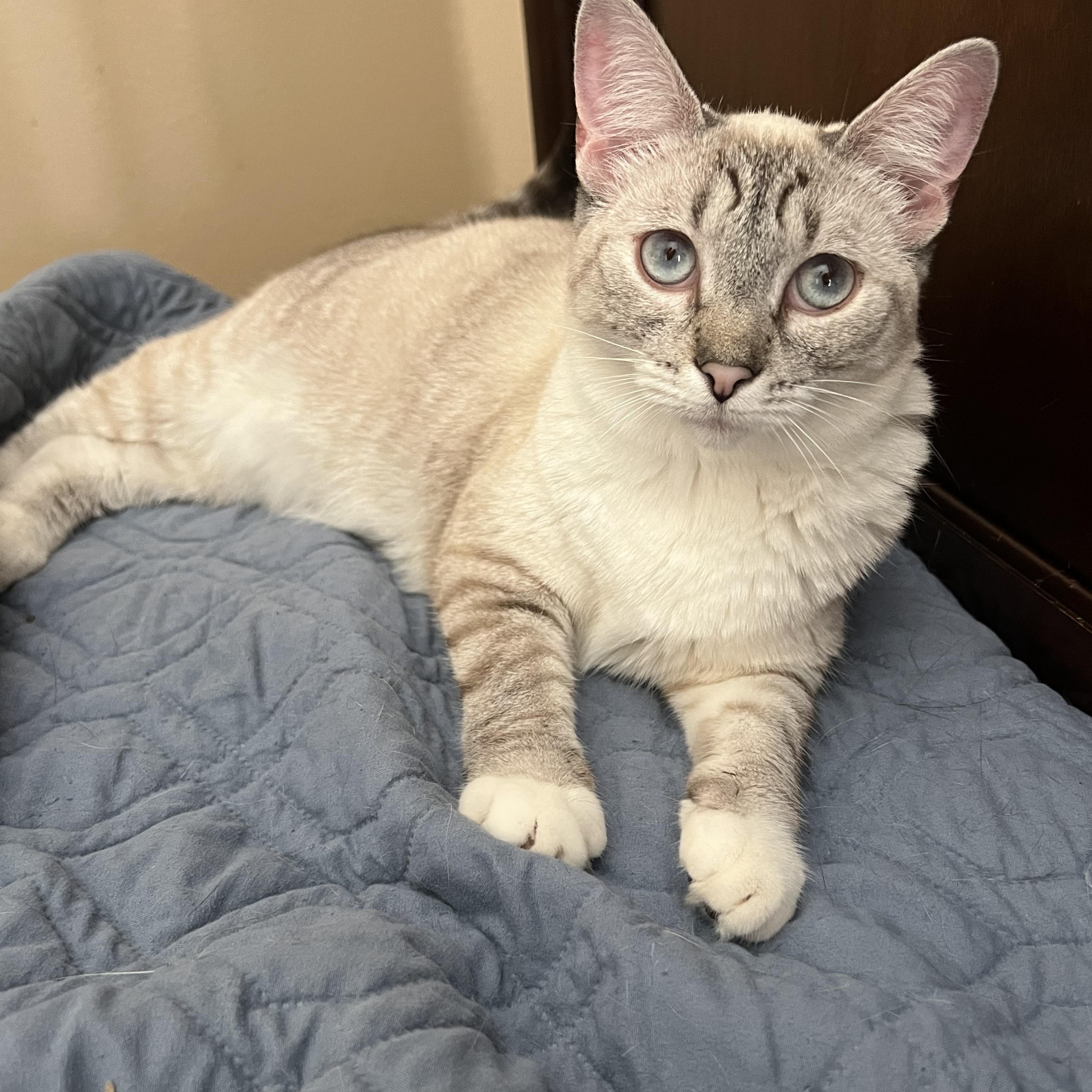 Pretty girl, a Adopted Siamese in Glendora, CA image 3/3