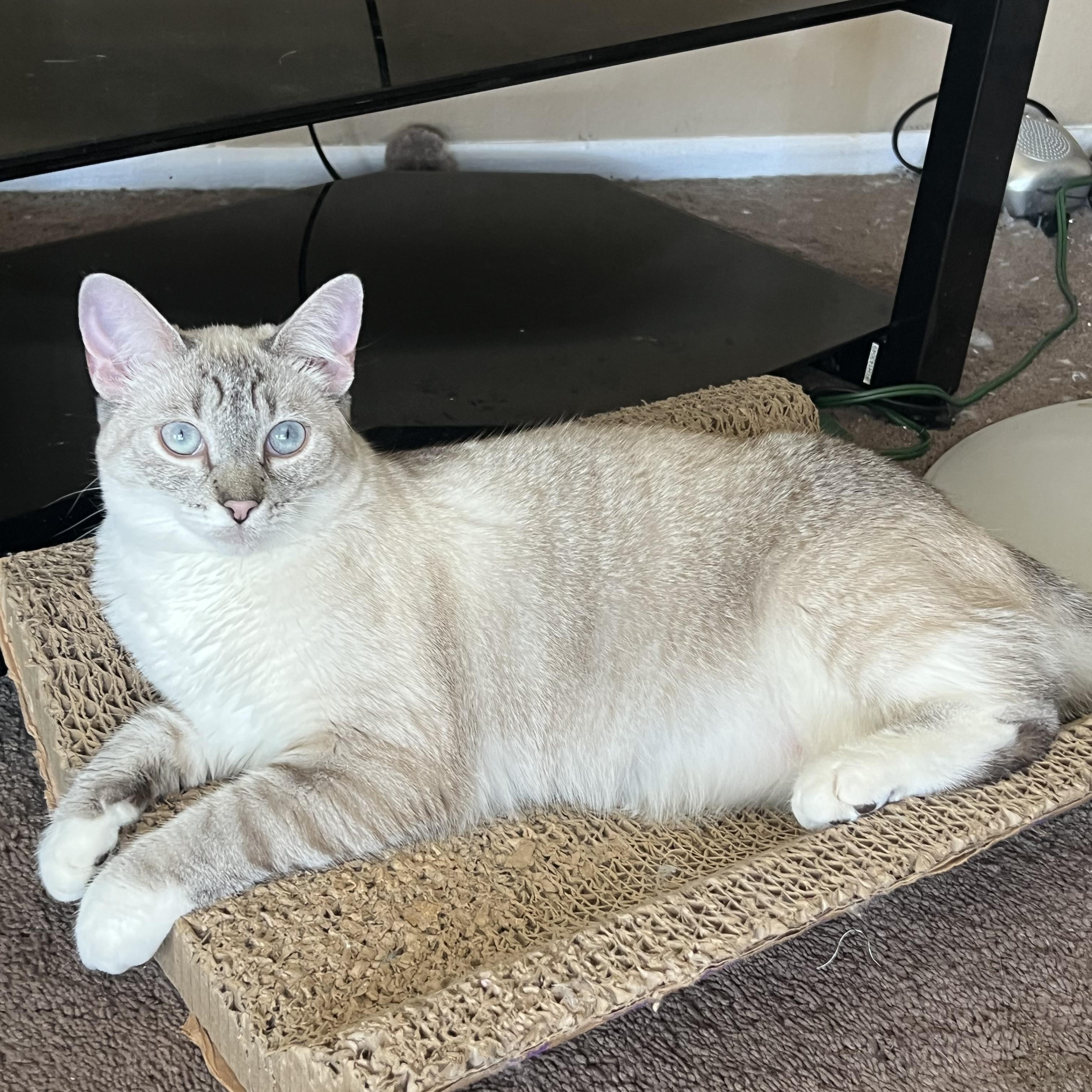 Pretty girl, a Adopted Siamese in Glendora, CA image 2/3