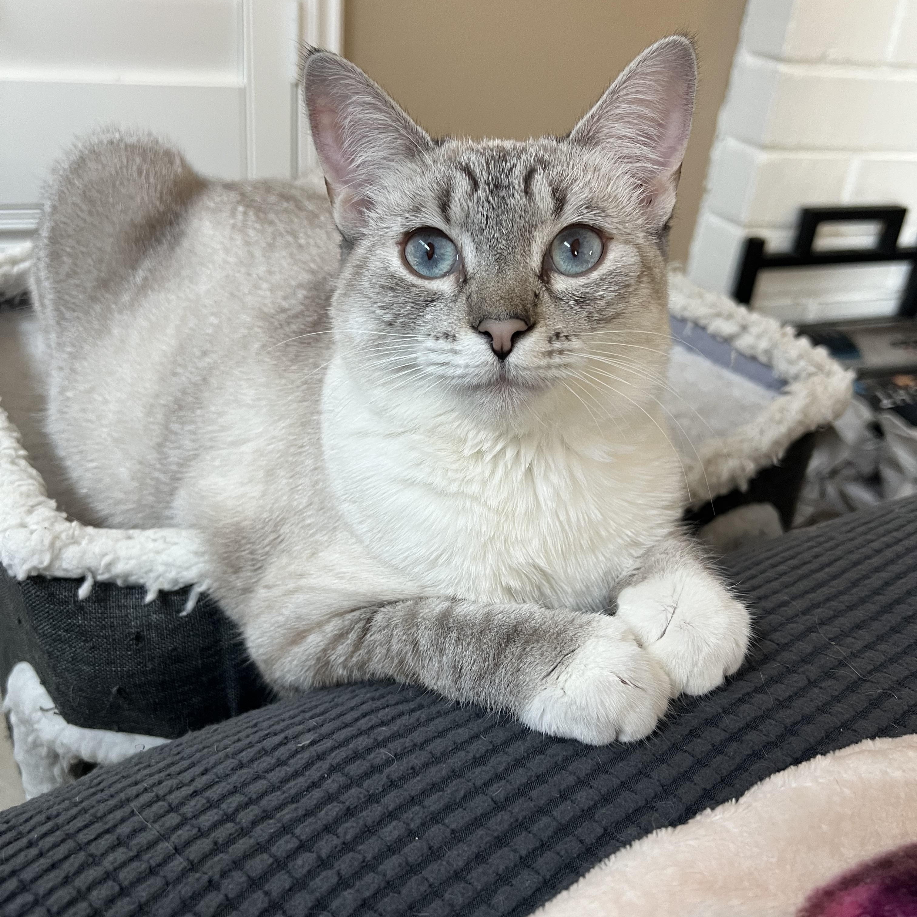 Pretty girl, Adopted, Young Female Siamese.