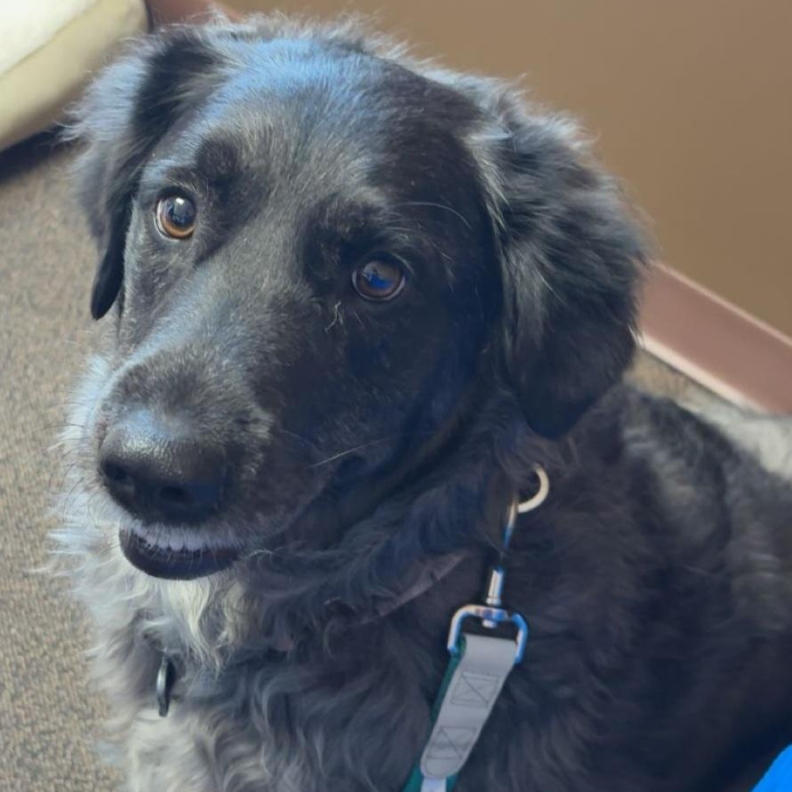 Minty, an adopted mixed breed in Louisburg, KS image 5/5