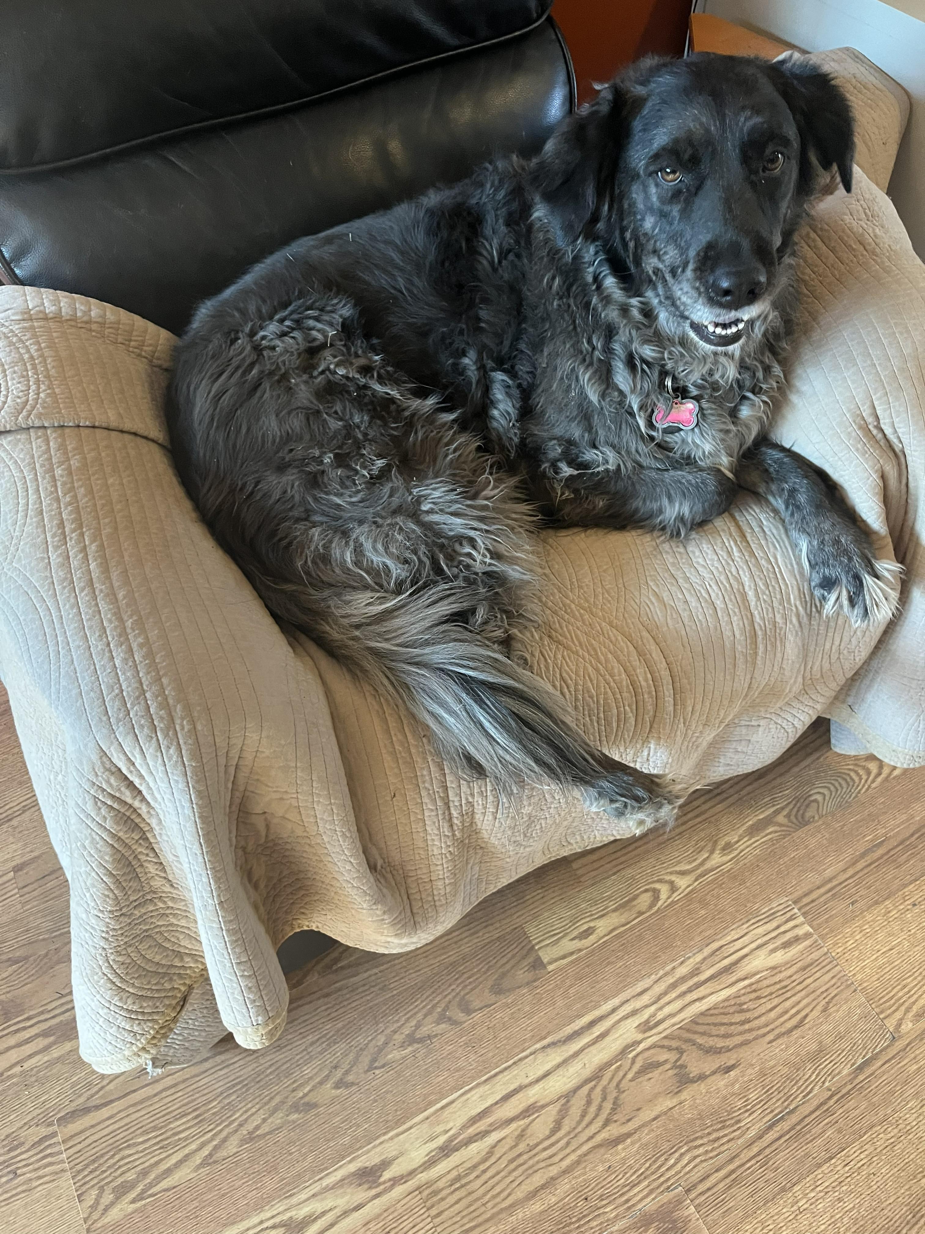 Minty, ADOPTABLE, Adult Female Australian Shepherd.