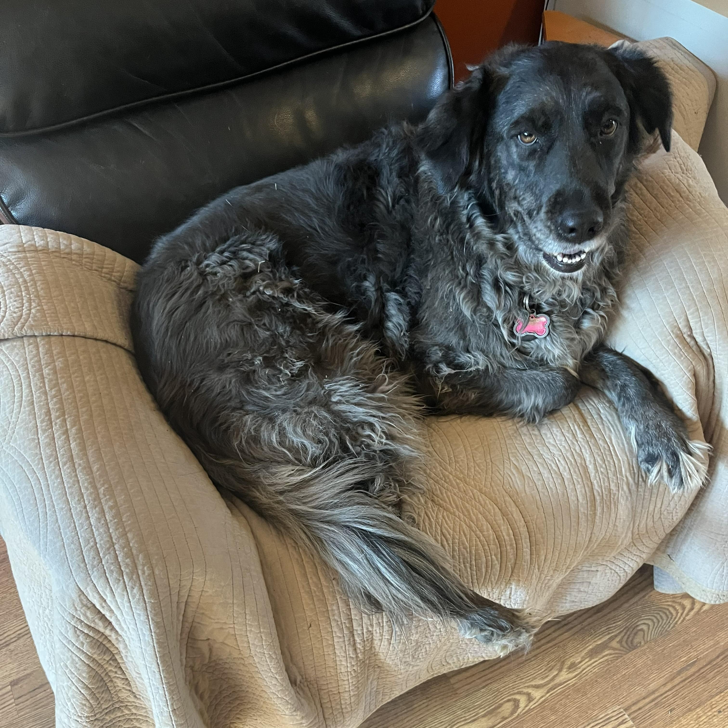 Minty, an adopted mixed breed in Louisburg, KS image 2/5