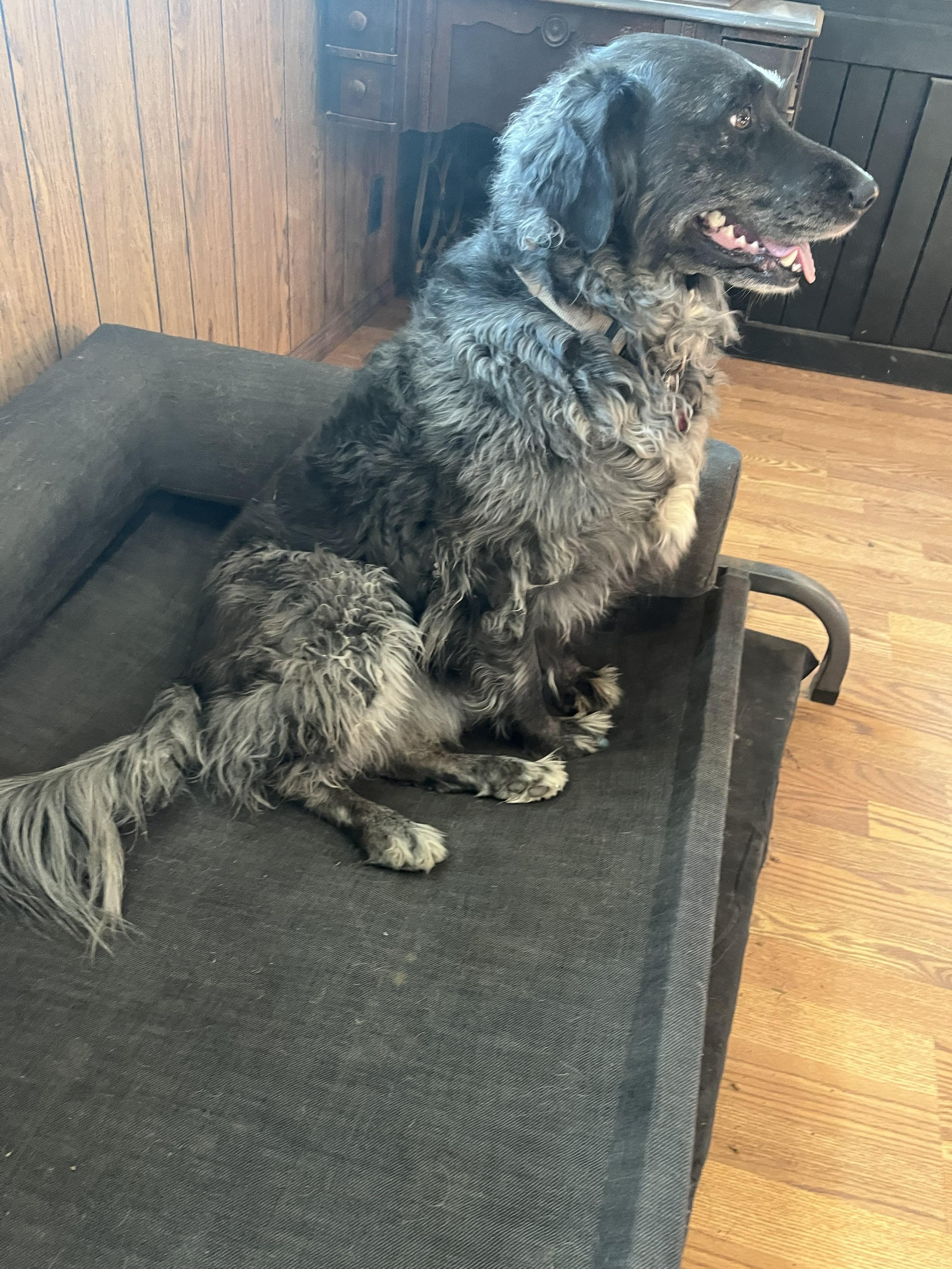 Enlarge Minty, a ADOPTABLE mixed breed in De Soto, KS image 2/2