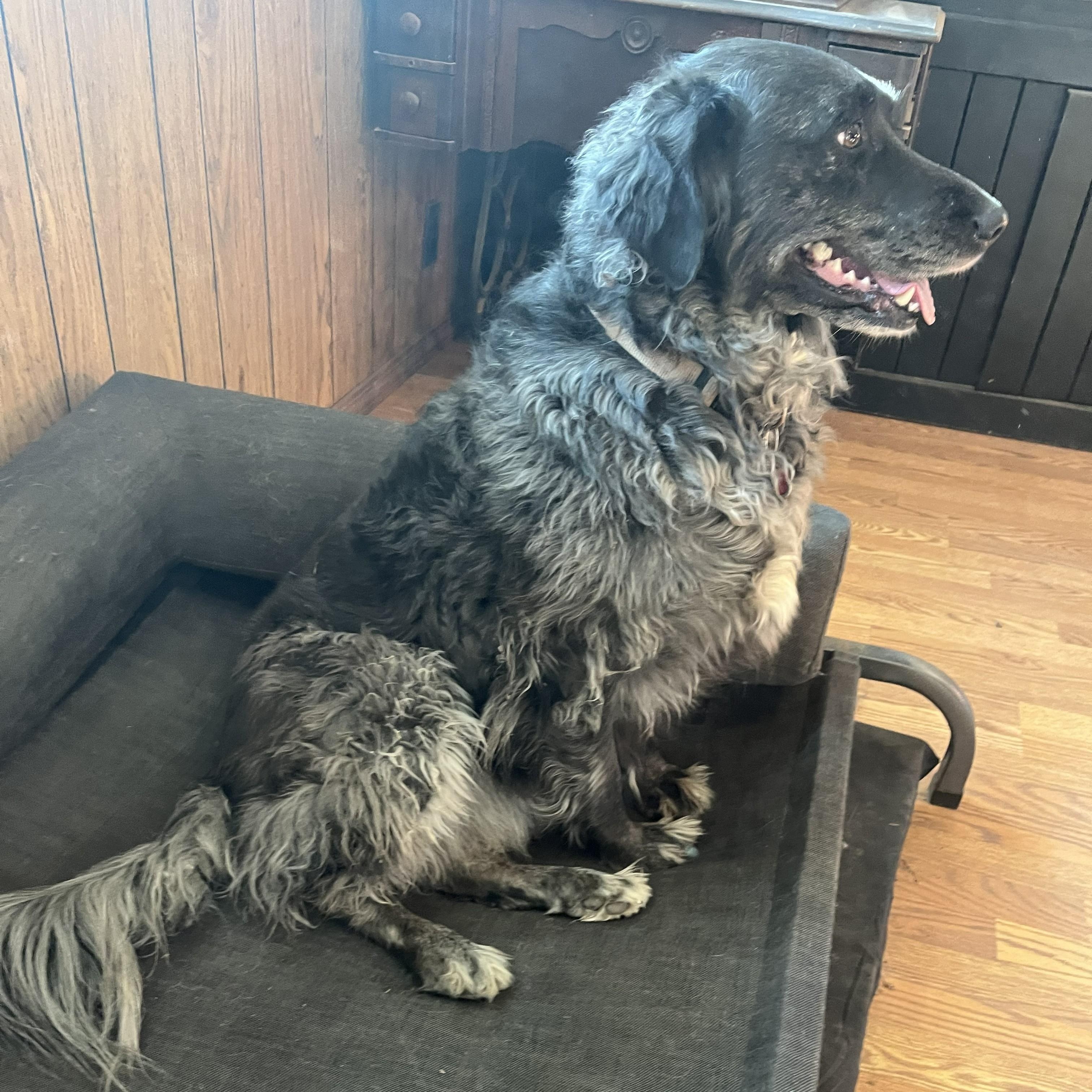 Minty, an adopted mixed breed in Louisburg, KS image 3/5