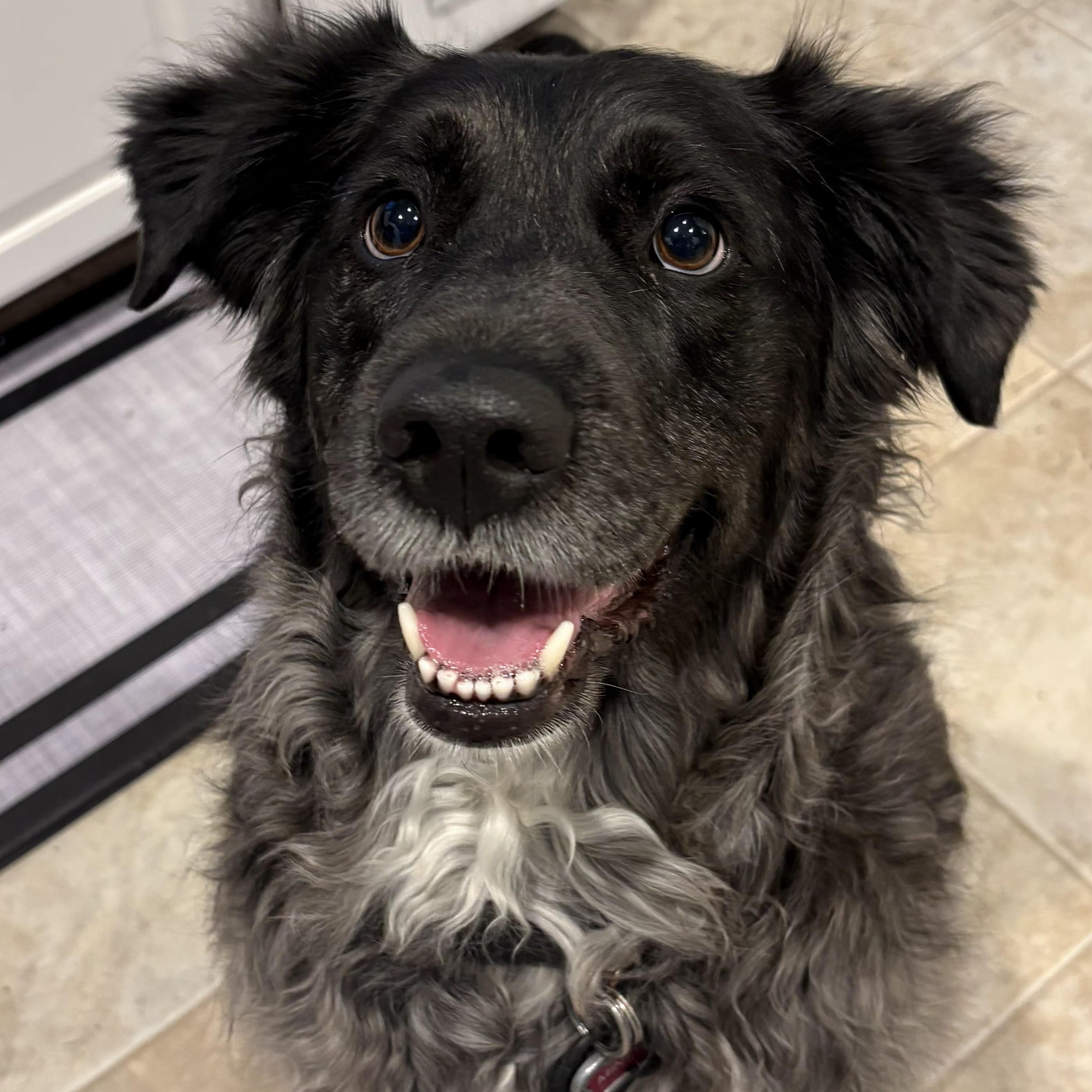 Minty, an adopted mixed breed in Louisburg, KS image 4/5