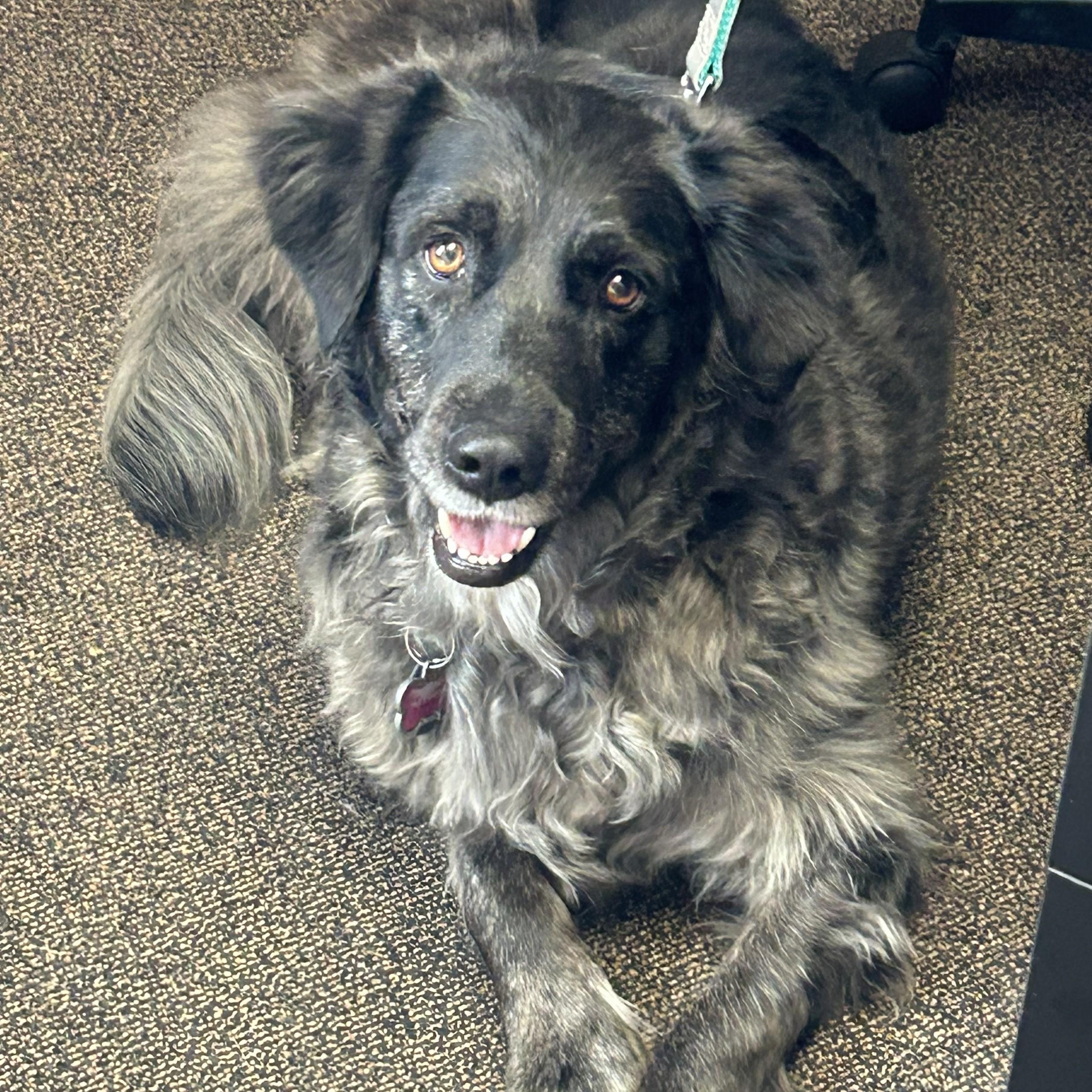 Minty, an adopted mixed breed in Louisburg, KS image 1/5