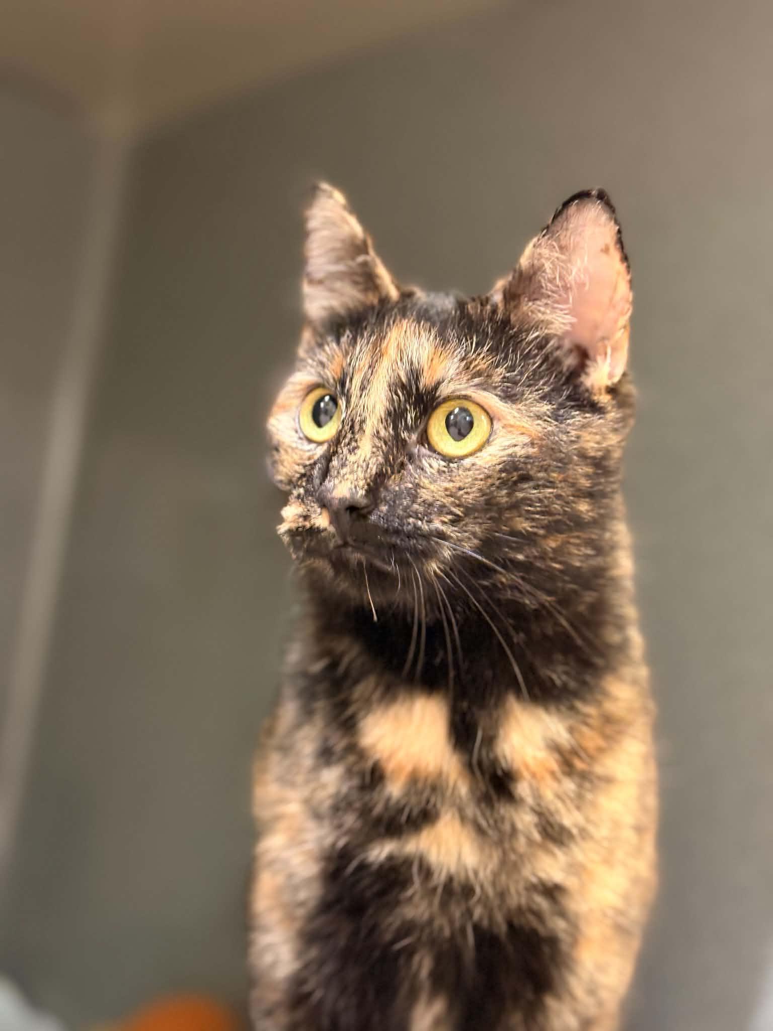 Isha, Adopted, Adult Female Domestic Short Hair.