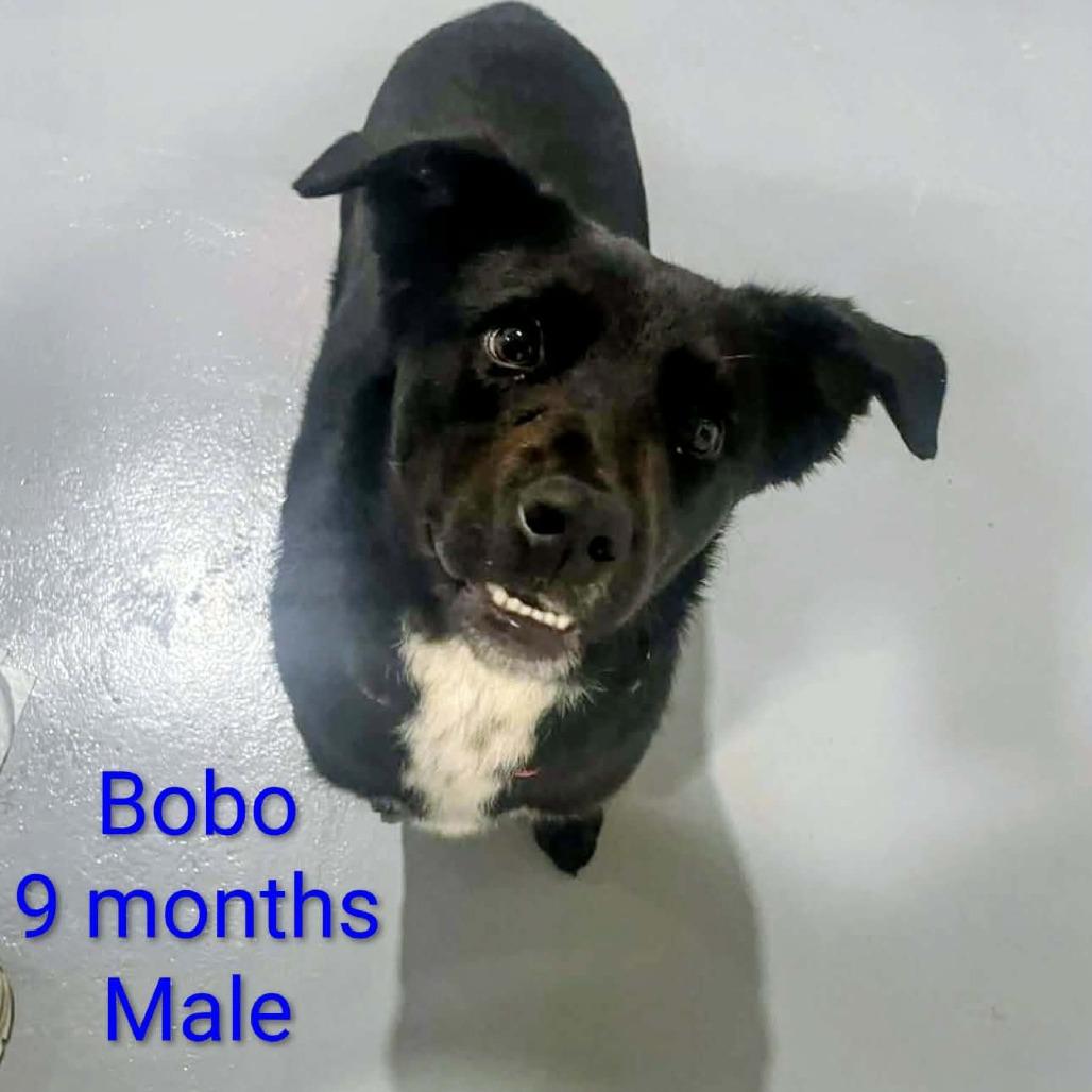 Enlarge Bobo, a Adoptable mixed breed in CHANUTE, KS image 1/1