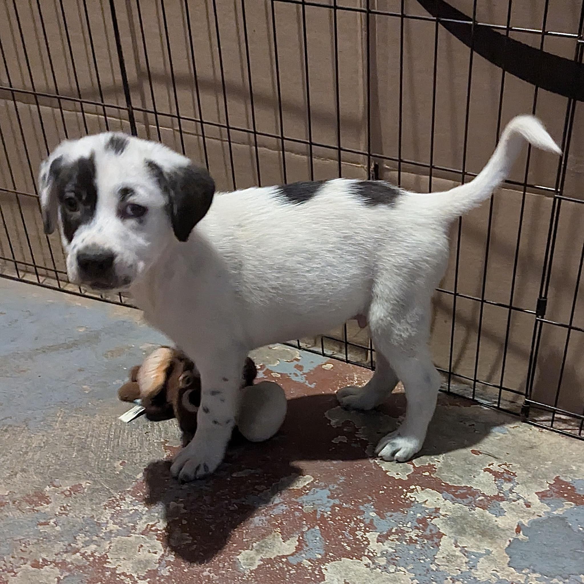 Ozzy, a Adopted mixed breed in Paramus, NJ image 3/6