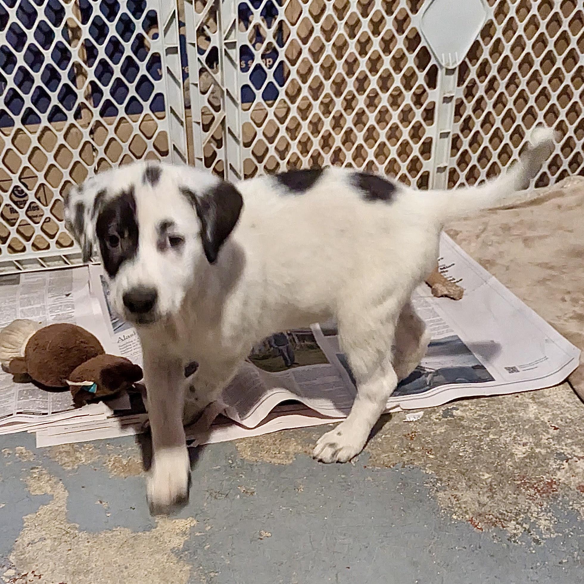 Ozzy, a Adopted mixed breed in Paramus, NJ image 4/6