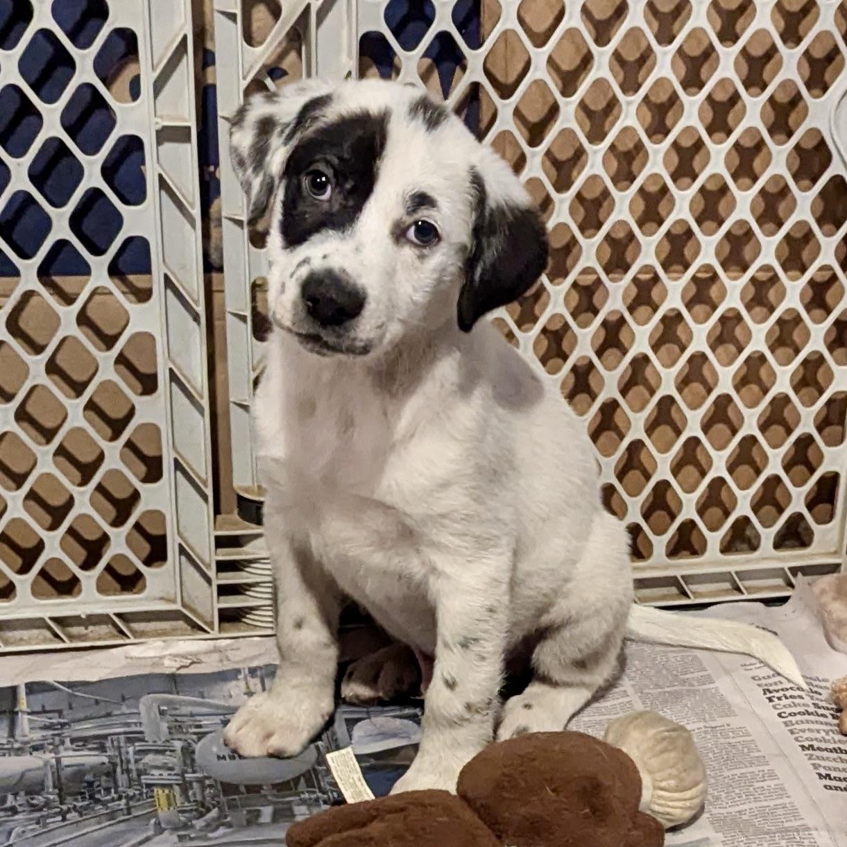 Ozzy, a Adopted mixed breed in Paramus, NJ image 2/6