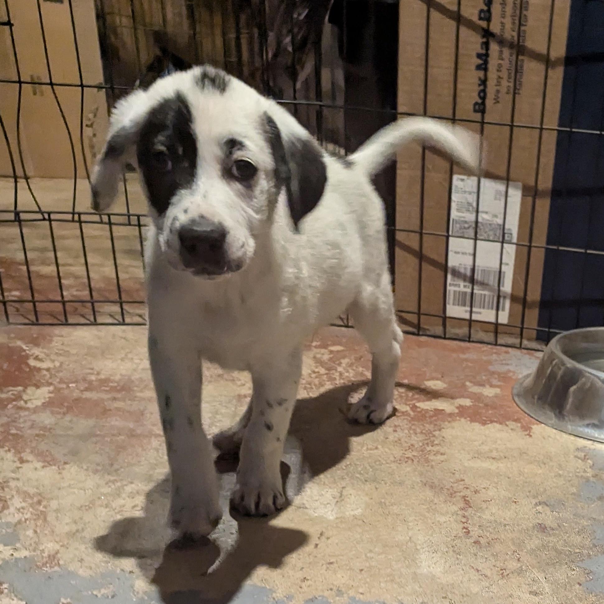 Ozzy, a Adopted mixed breed in Paramus, NJ image 5/6