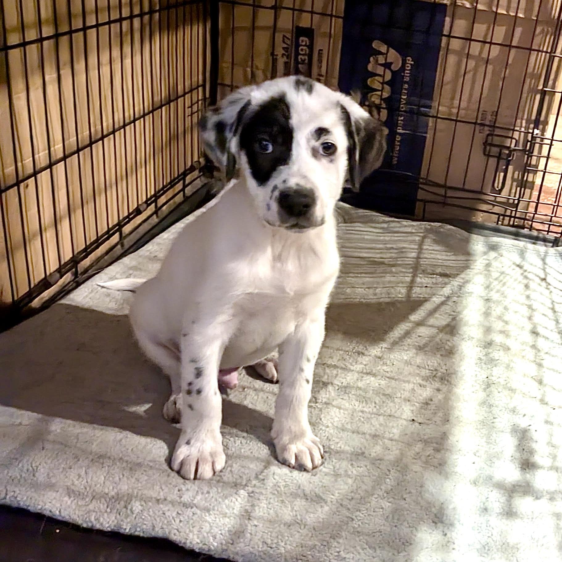 Ozzy, a Adopted mixed breed in Paramus, NJ image 6/6