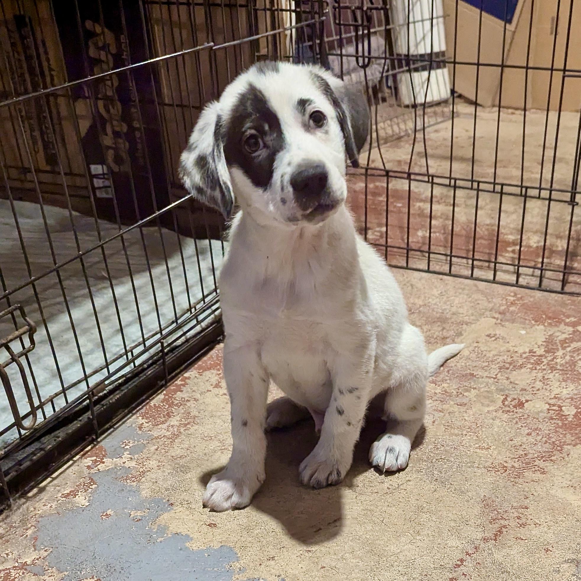 Ozzy, Adopted, Puppy Male Hound & Setter.