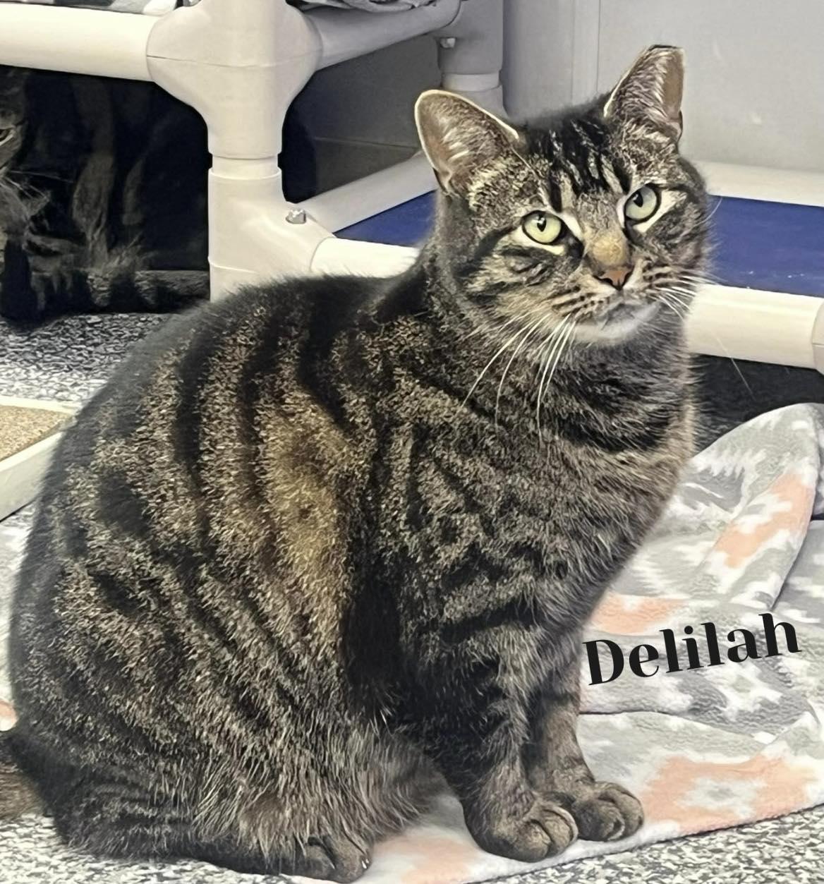 Enlarge Delilah, a ADOPTABLE mixed breed in Dunkirk, NY image 1/1