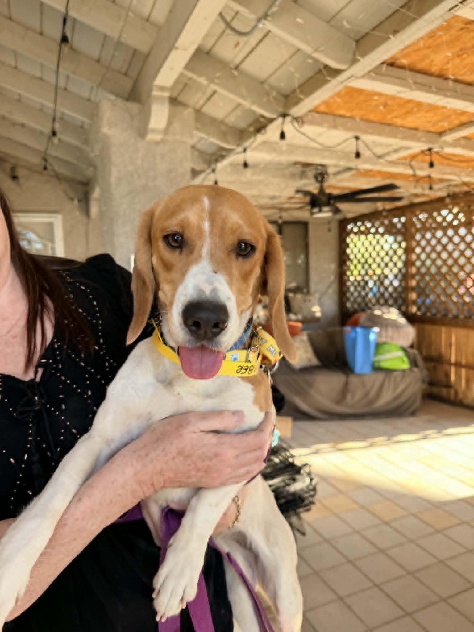 Enlarge Ember (June), a Adopted Beagle in Las Vegas, NV image 1/3