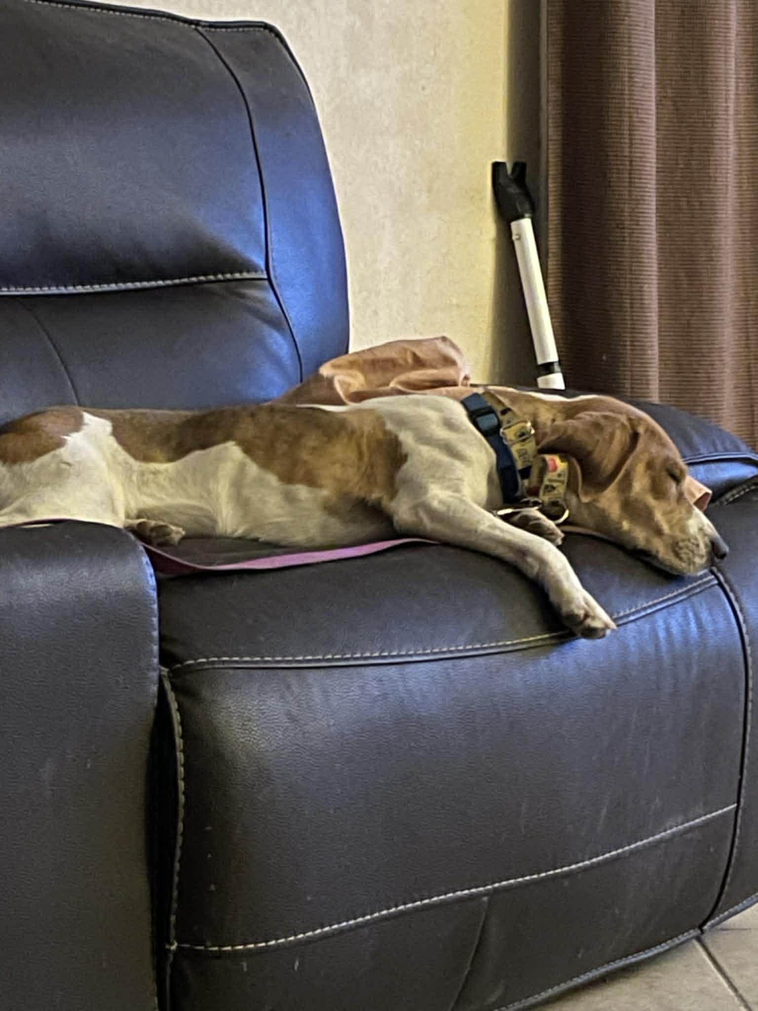 Enlarge Ember (June), a Adopted Beagle in Las Vegas, NV image 2/3