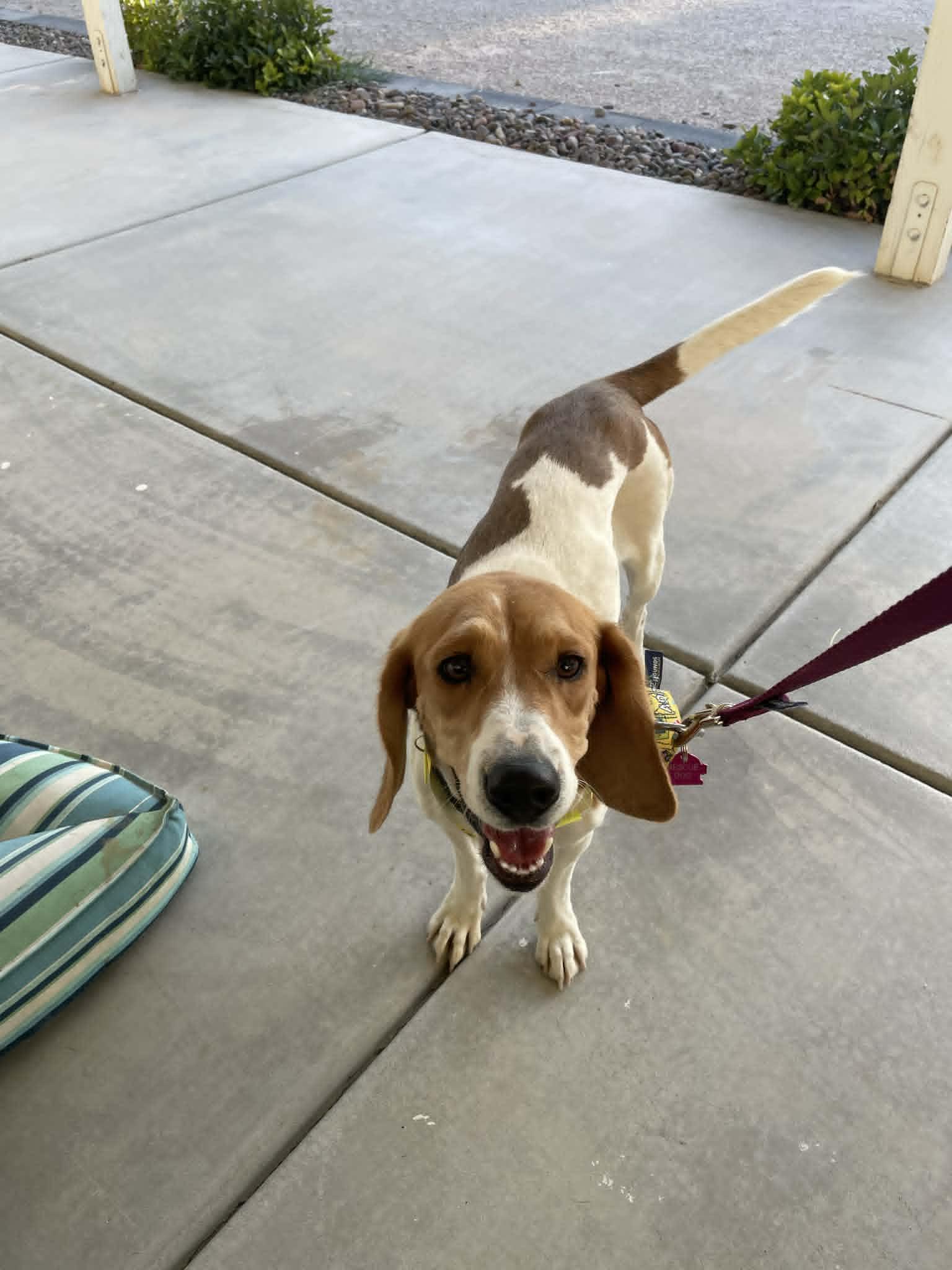 Enlarge Ember (June), a Adopted Beagle in Las Vegas, NV image 3/3
