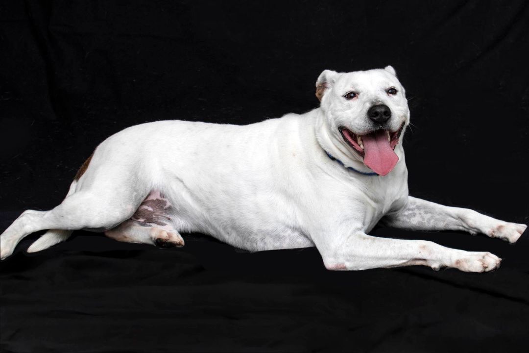 George, a Adoptable mixed breed in Cashiers, NC image 6/9