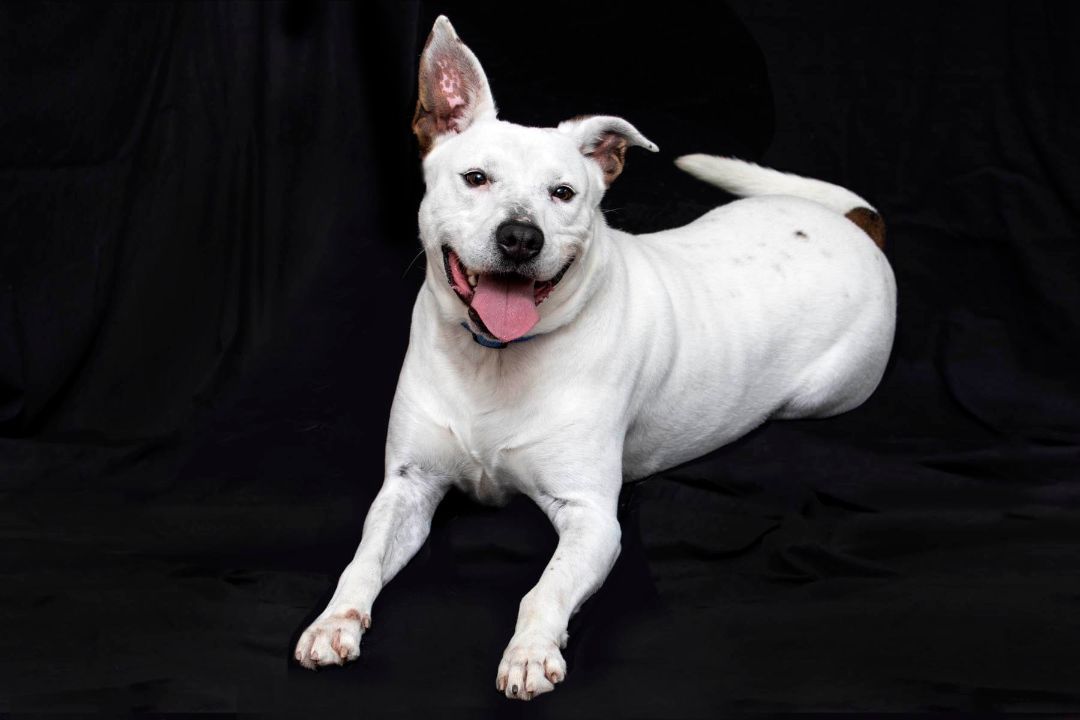 George, a Adoptable mixed breed in Cashiers, NC image 1/9