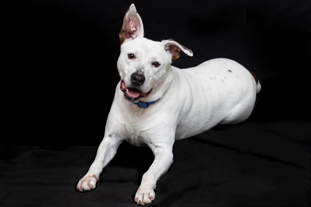 Enlarge George, a Adoptable mixed breed in Cashiers, NC image 7/9