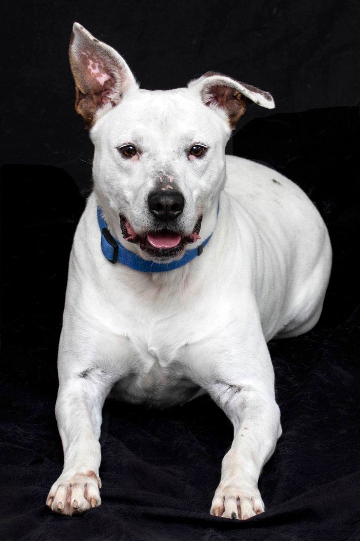 Enlarge George, a Adoptable mixed breed in Cashiers, NC image 8/9