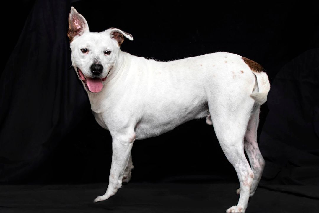 Enlarge George, a Adoptable mixed breed in Cashiers, NC image 9/9