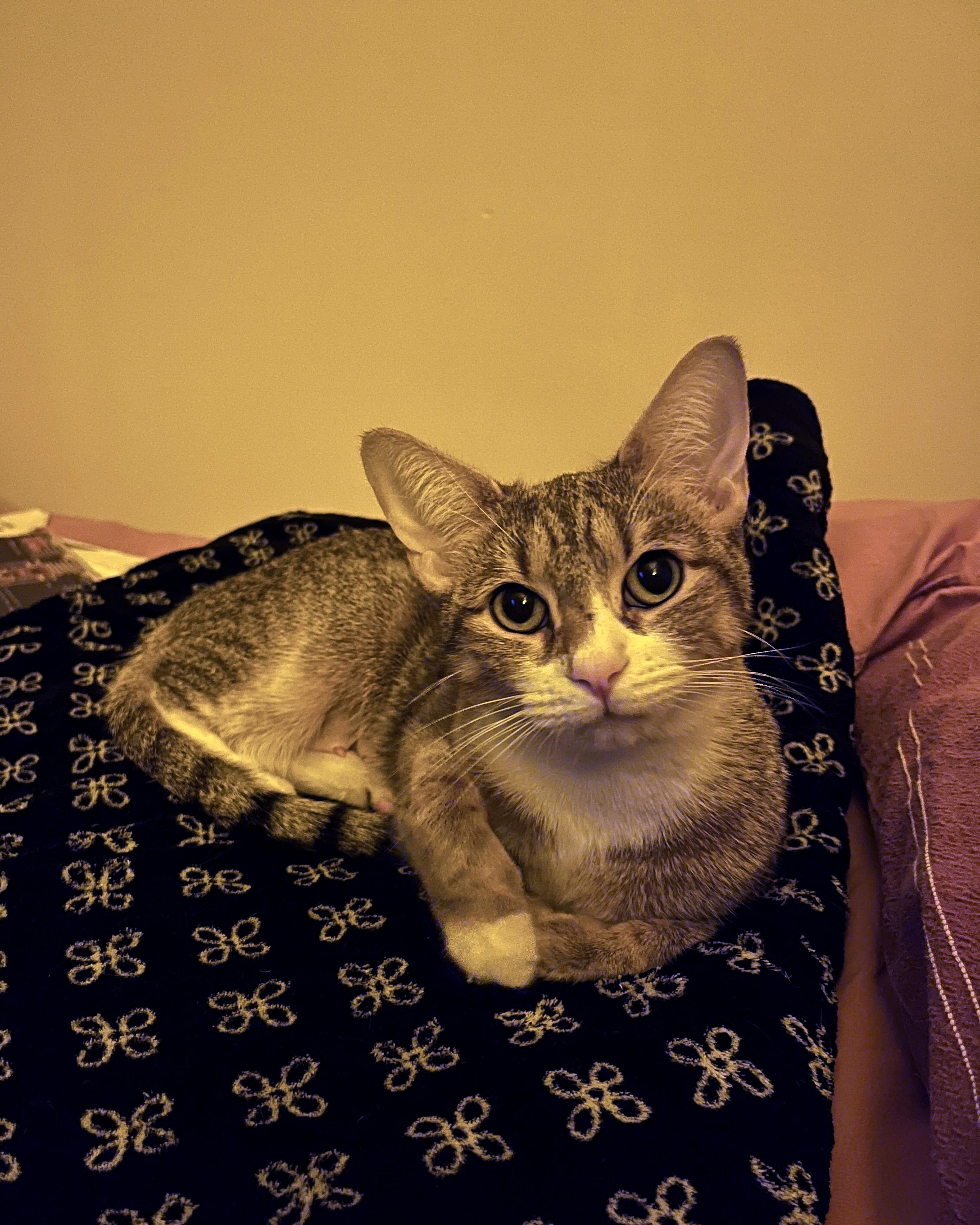 Enlarge Rainy, a ADOPTABLE Domestic Short Hair in Brooklyn, NY image 2/6