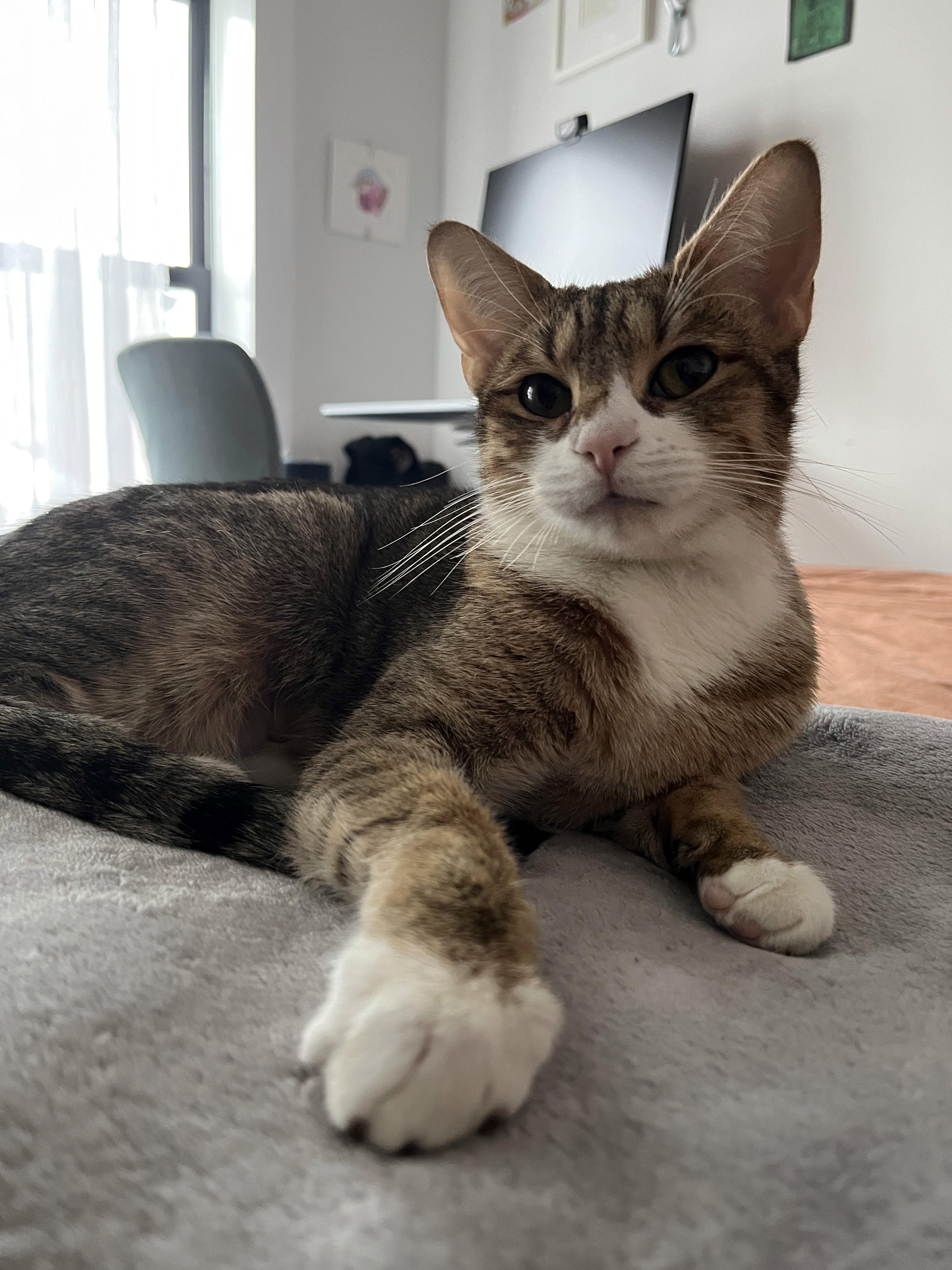 Enlarge Rainy, a ADOPTABLE Domestic Short Hair in Brooklyn, NY image 4/6