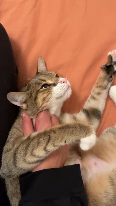 Enlarge Rainy, a ADOPTABLE Domestic Short Hair in Brooklyn, NY video 6/6