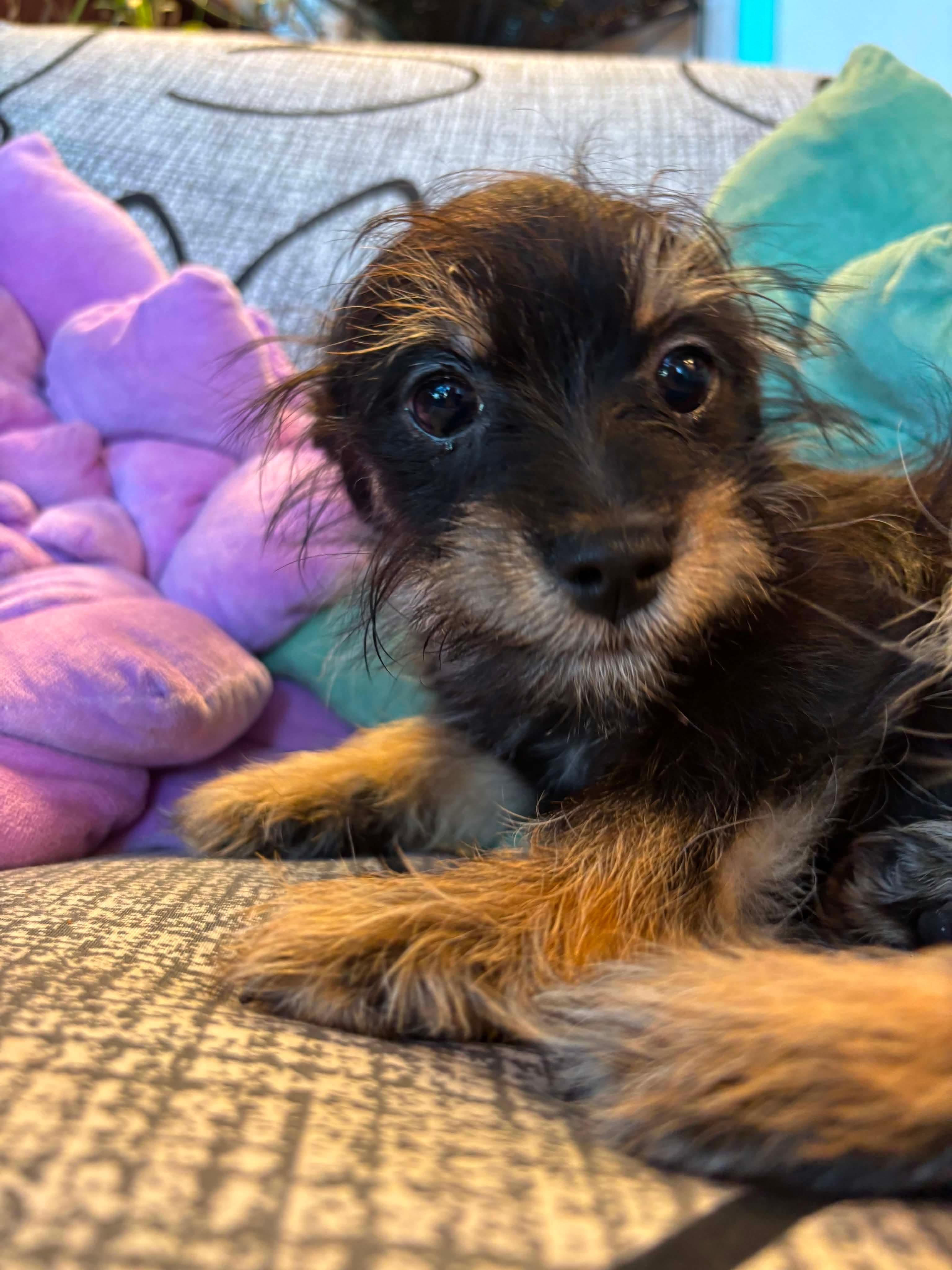 Enlarge Lacey, a Adopted mixed breed in Tacoma, WA image 2/4
