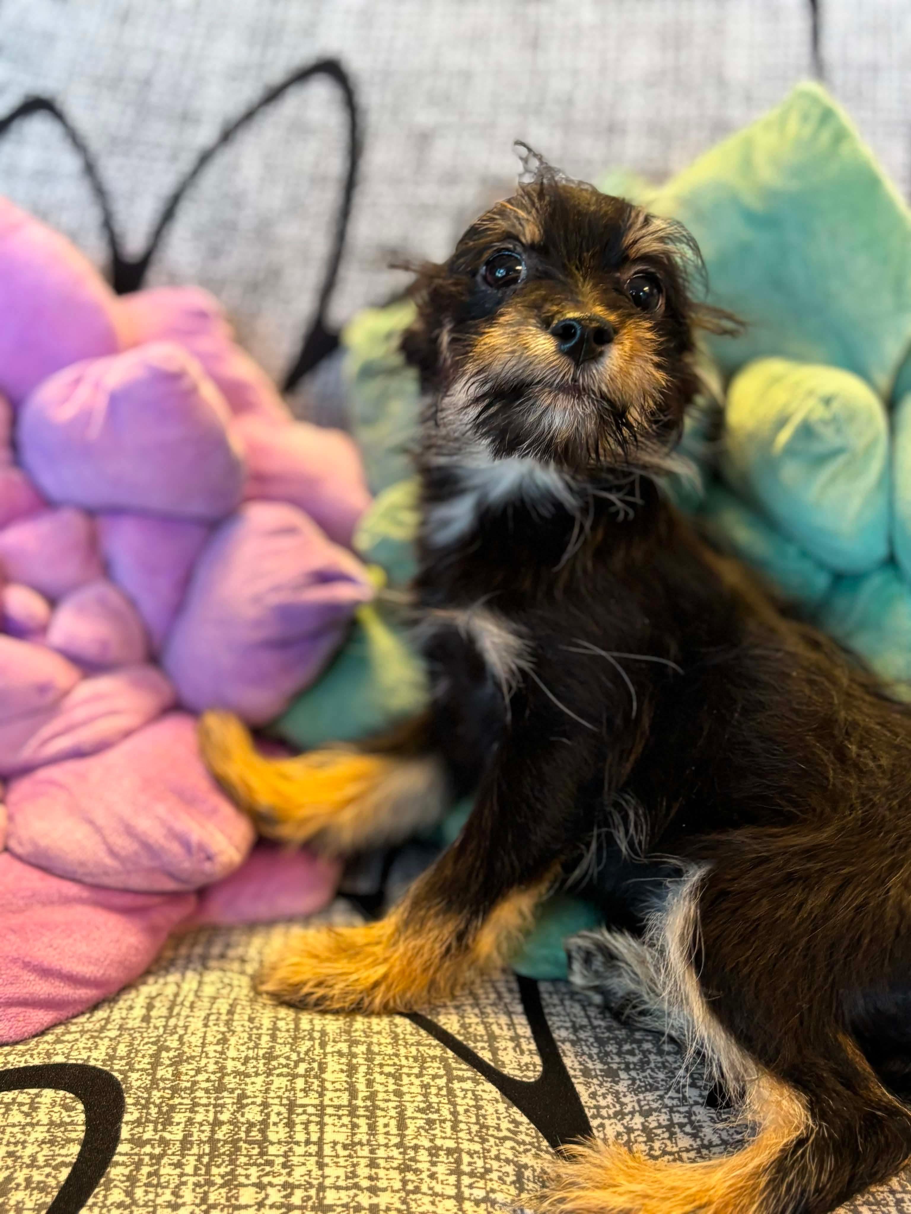 Enlarge Lacey, a Adopted mixed breed in Tacoma, WA image 3/4