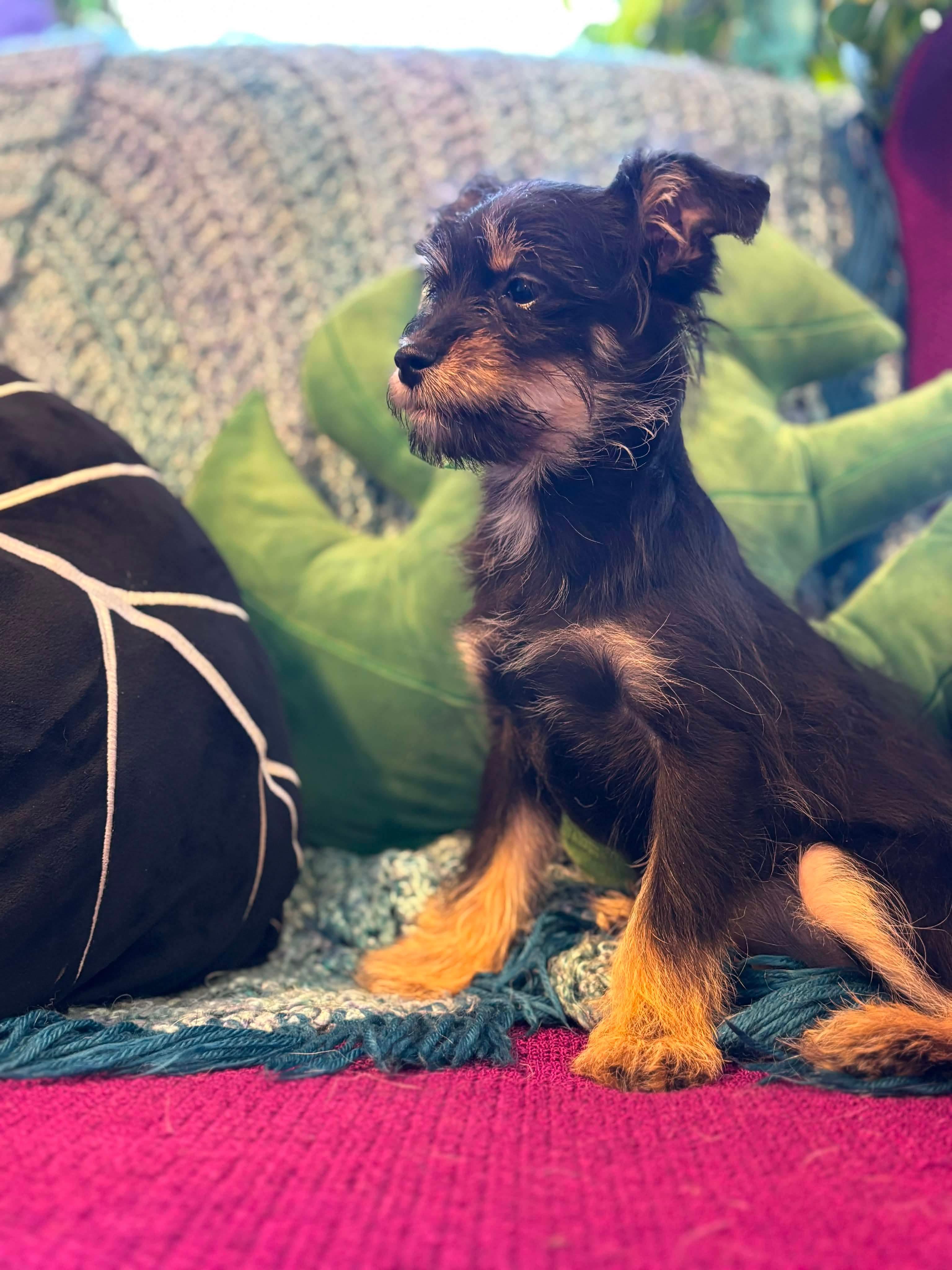Lacey, Adopted, Puppy Female Yorkshire Terrier & Pomeranian.