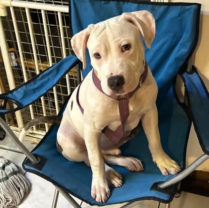 Enlarge Colorado, a ADOPTABLE mixed breed in Short Hills, NJ image 3/4