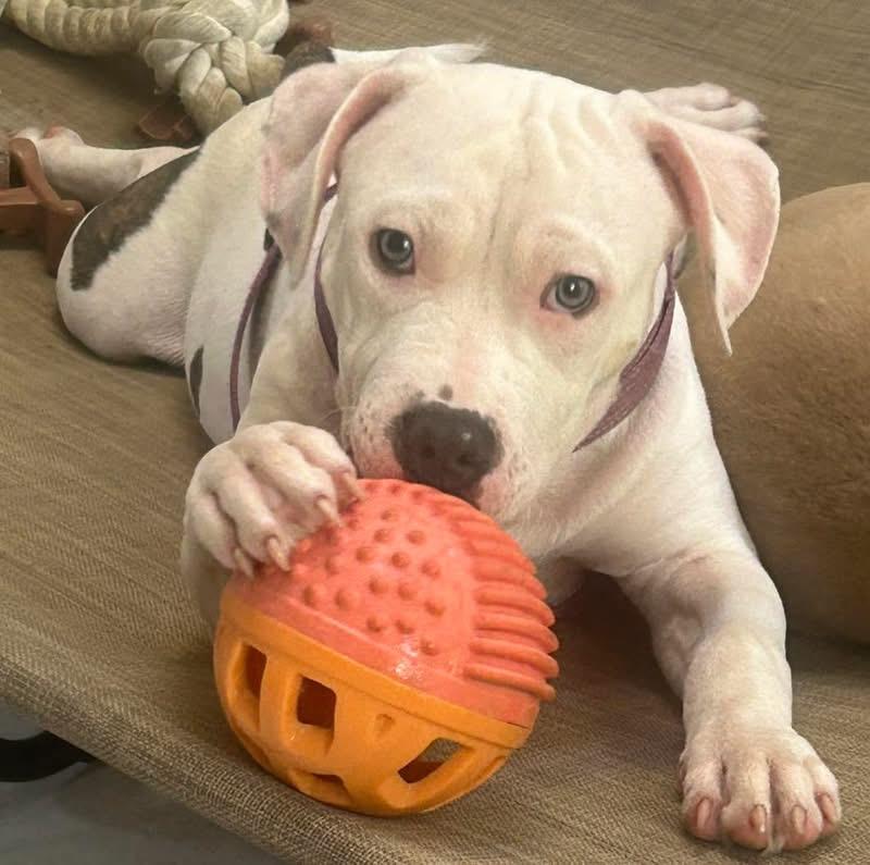 Enlarge Colorado, a ADOPTABLE mixed breed in Short Hills, NJ image 1/4