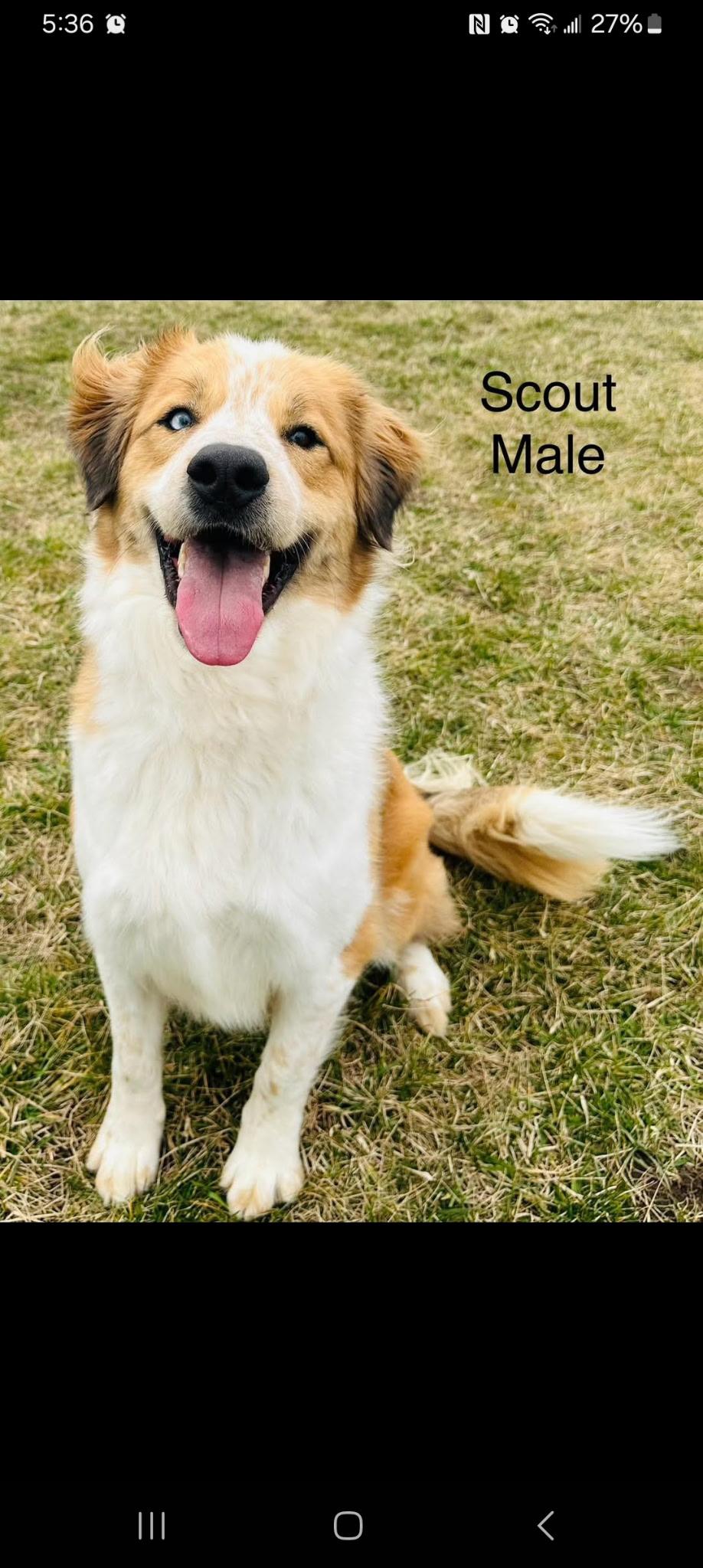 Scout, Adoptable, Adult Male Australian Shepherd.