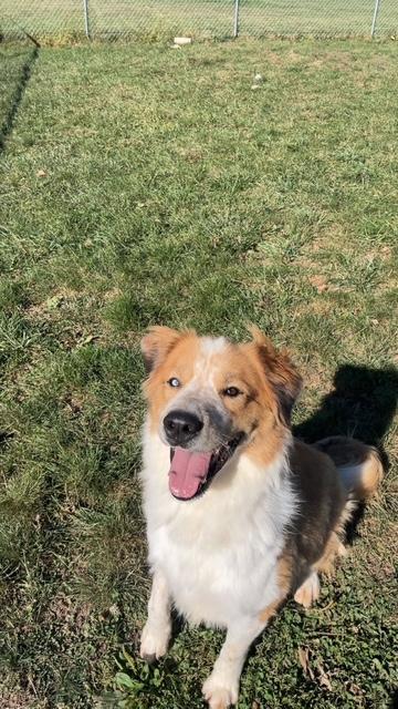 Scout, a Adoptable mixed breed in Attica, IN image 3/3