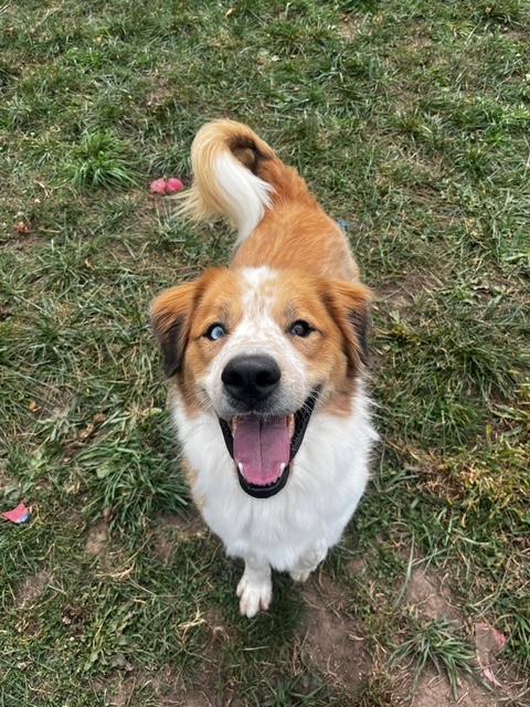 Scout, Adoptable, Adult Male Australian Shepherd.