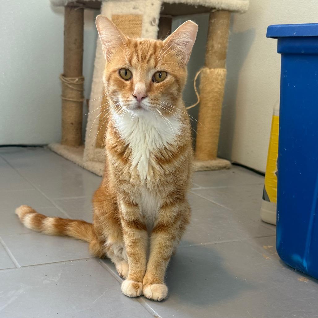 Odie, Adoptable, Adult Male Domestic Short Hair.